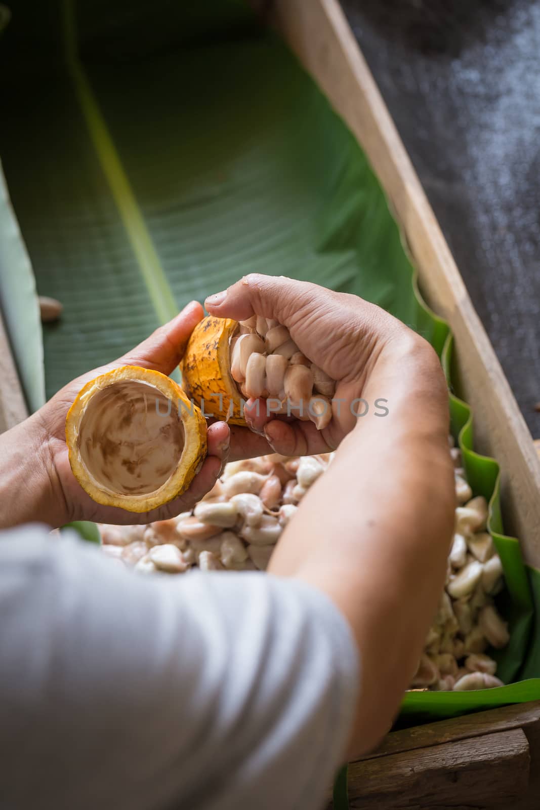 opened raw fresh cocoa pod in hands with beans inside. by kaiskynet