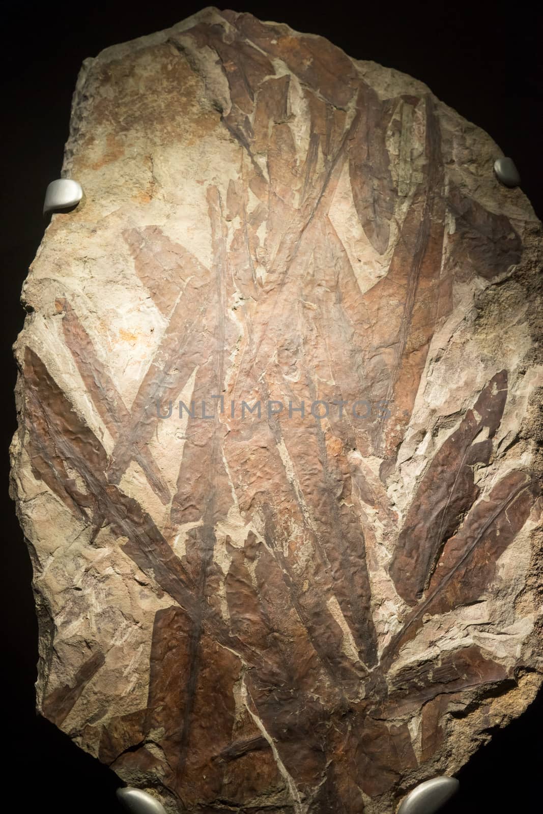 fossil fish embedded in stone, real ancient petrified shell for  by Alicephoto