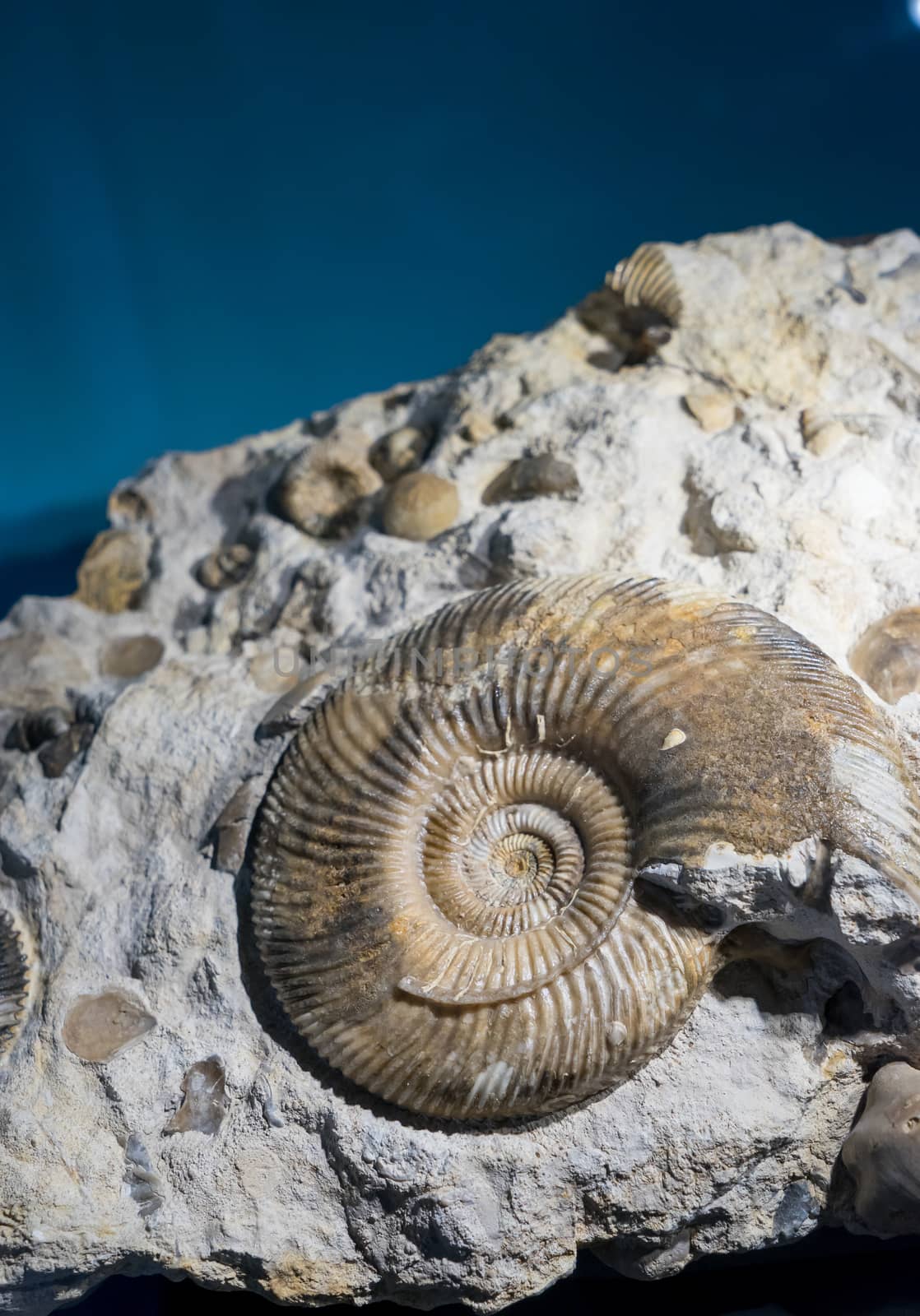 ammonite fossil embedded in stone, real ancient petrified shell for fuel