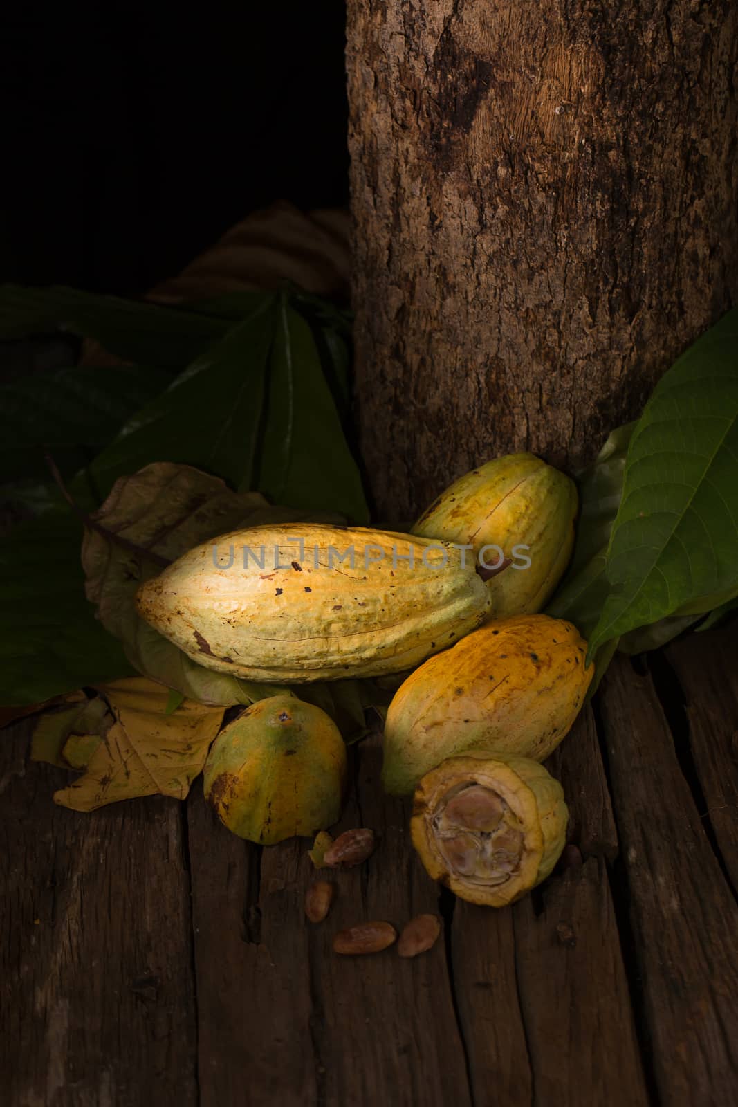 Cacao fruit, raw cacao beans, Cocoa pod on wooden background. by kaiskynet