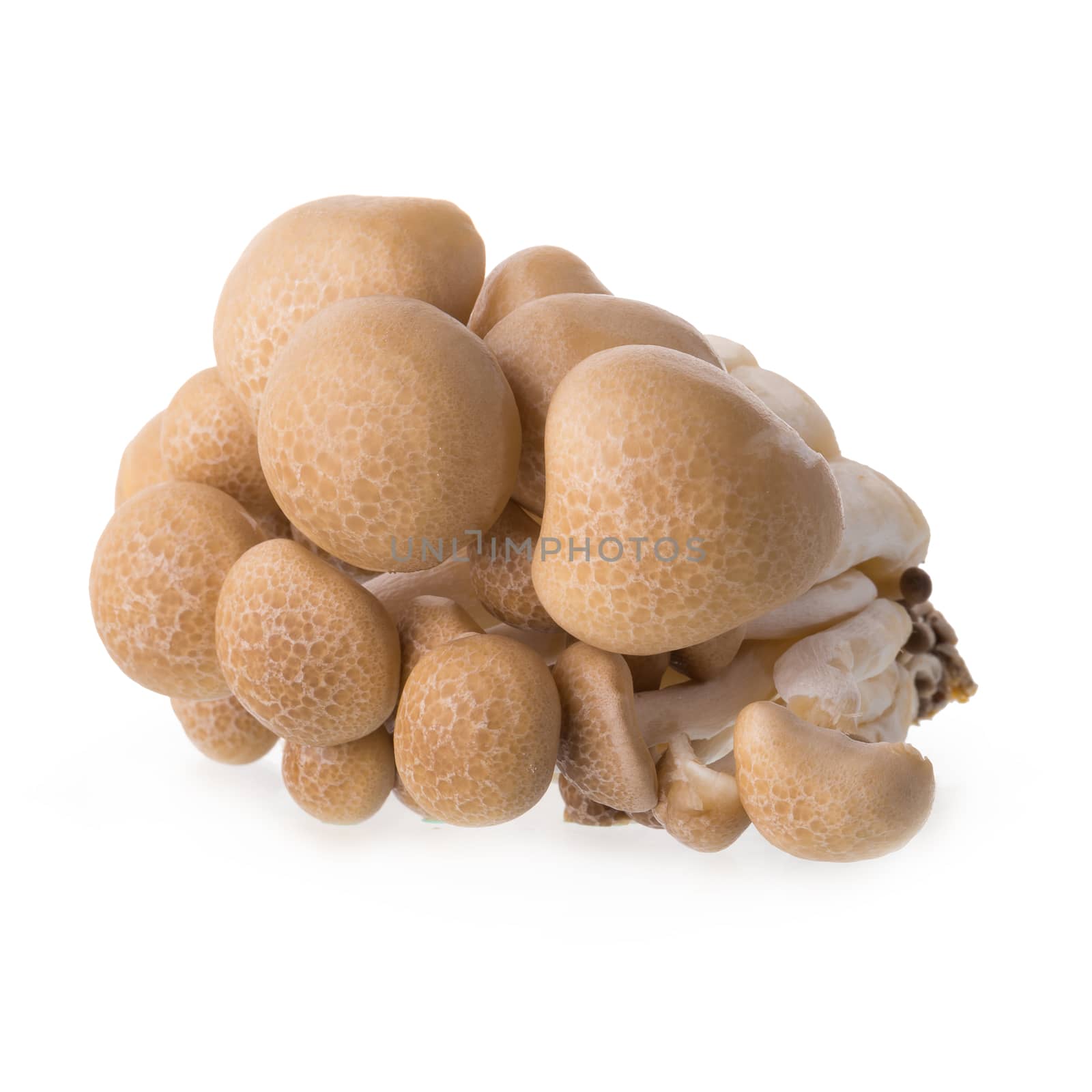 shimeji mushrooms brown varieties isolated on white background.