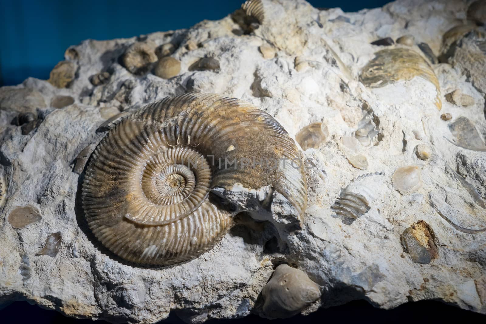ammonite fossil embedded in stone, real ancient petrified shell for fuel
