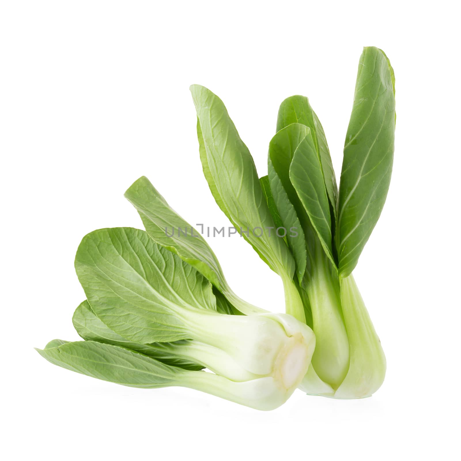 Pok Choy isolated on white background