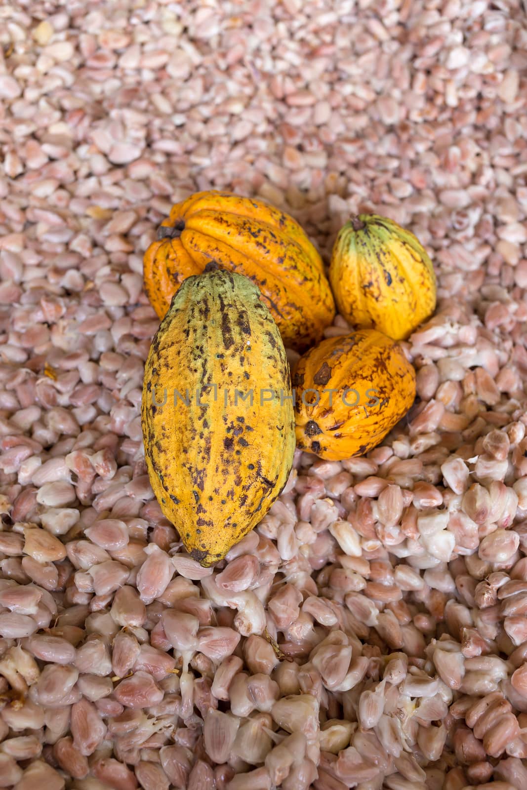 cocoa pod on raw fresh cocoa seed background.