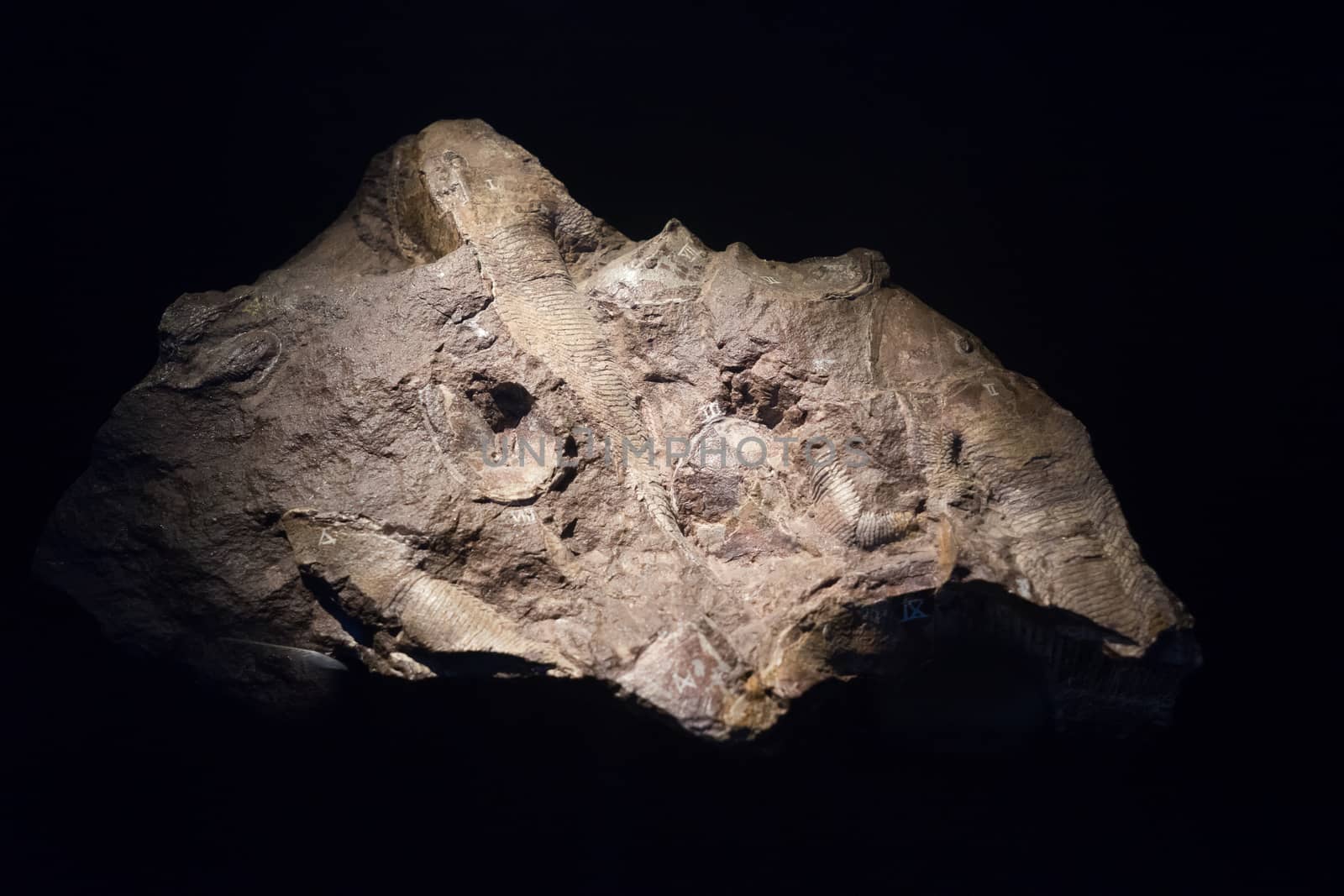 fossil fish embedded in stone, real ancient petrified shell for  by Alicephoto