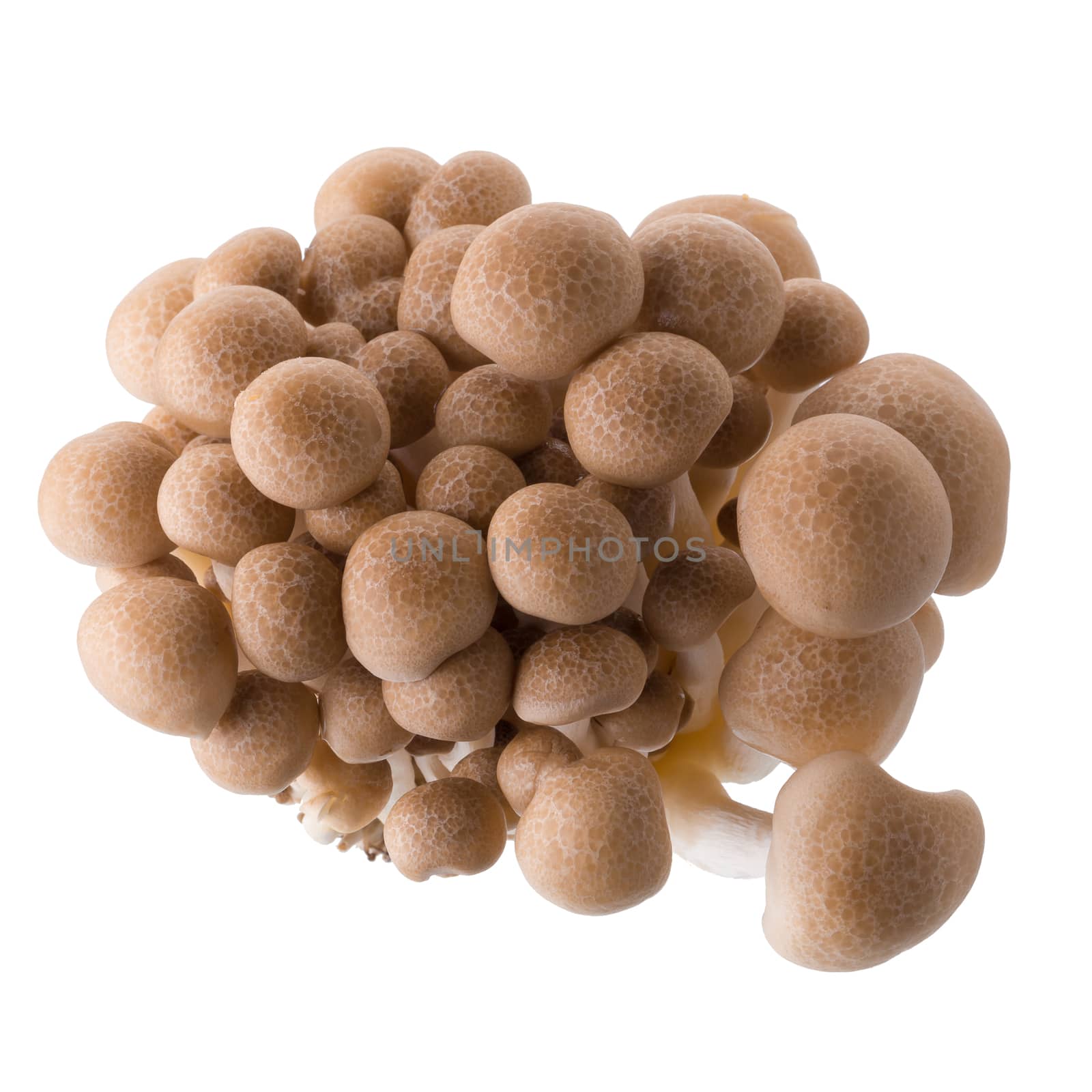 shimeji mushrooms brown varieties isolated on white background by kaiskynet