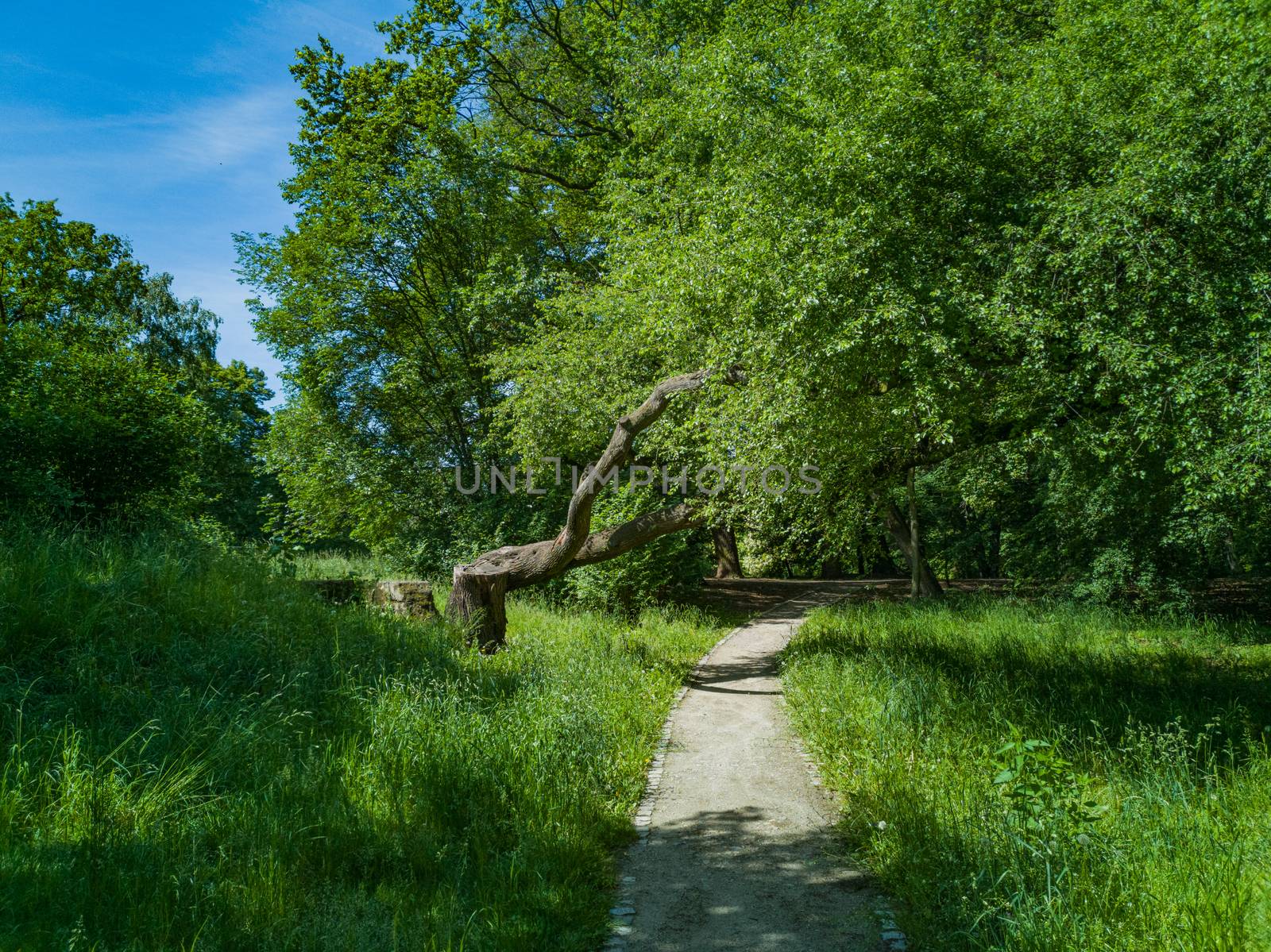 Long path in park between trees and green bushes and curvy tree on side 