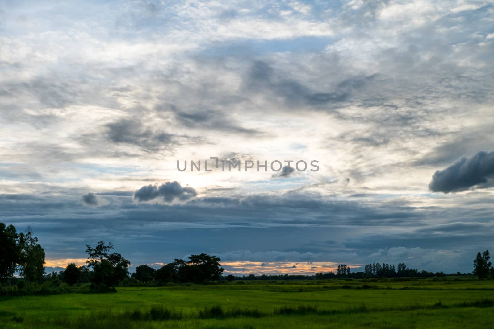 Blue sky with rice plants, green fields and rice fields during the rainy season, Landscape background.