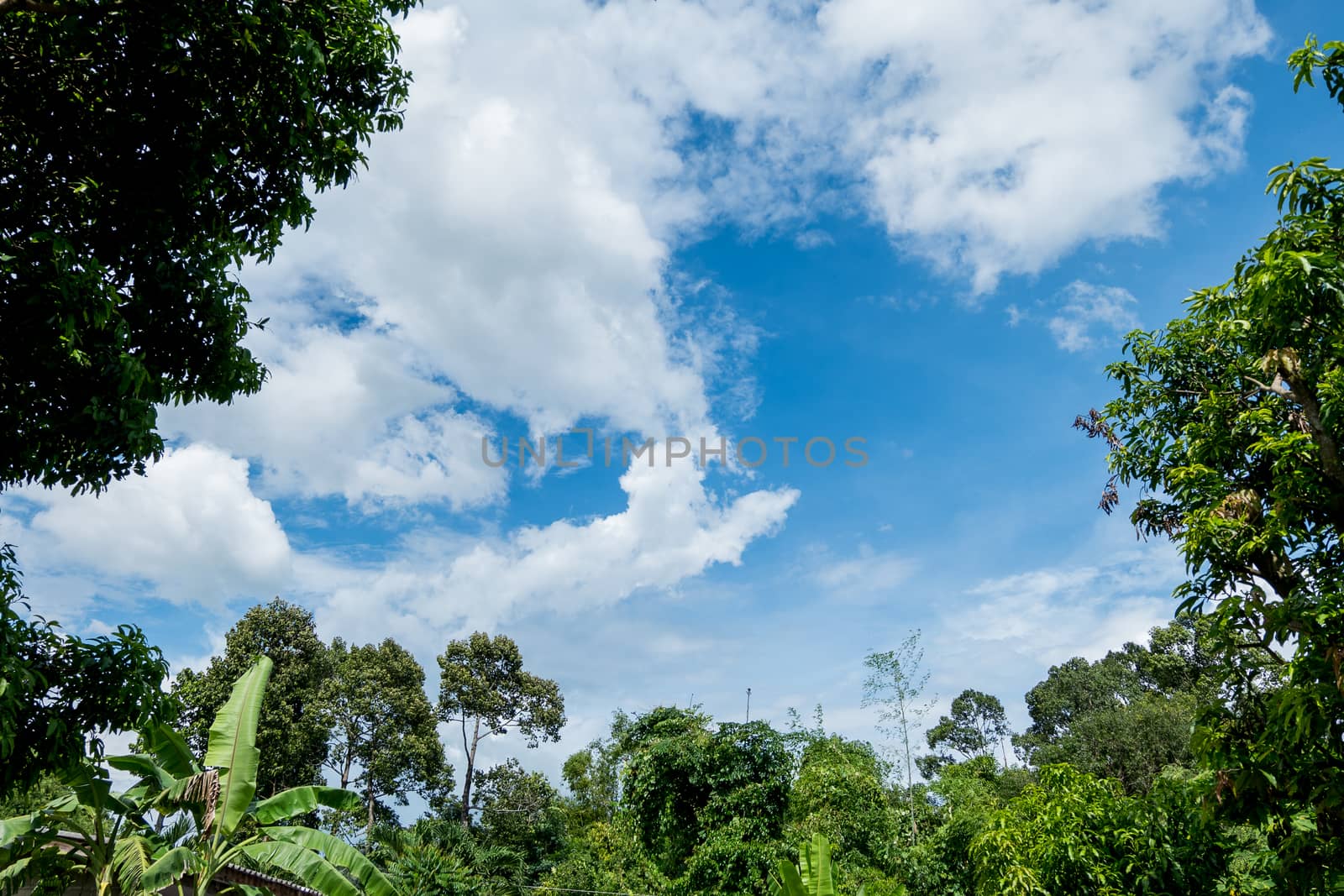 Green trees and blue skiy as a backdrop