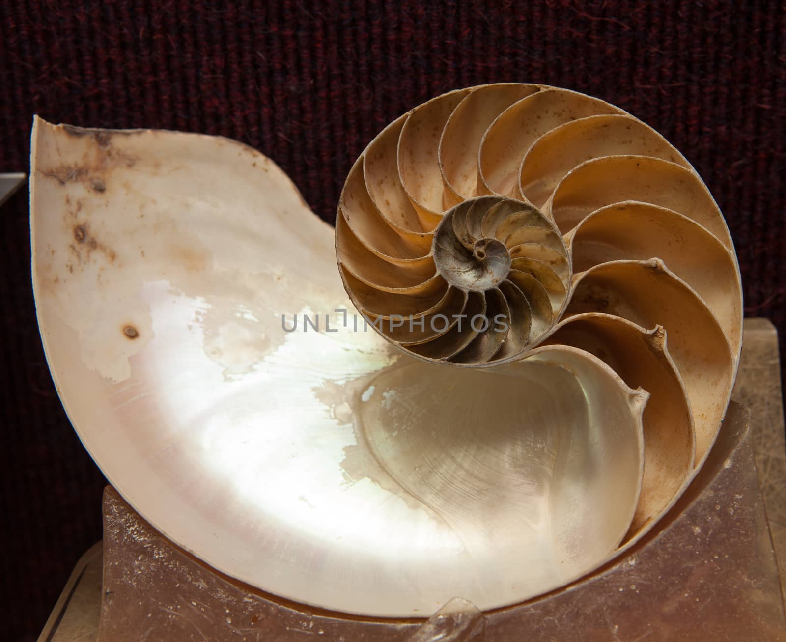 Fossil shell showing inside for biology concept by Alicephoto