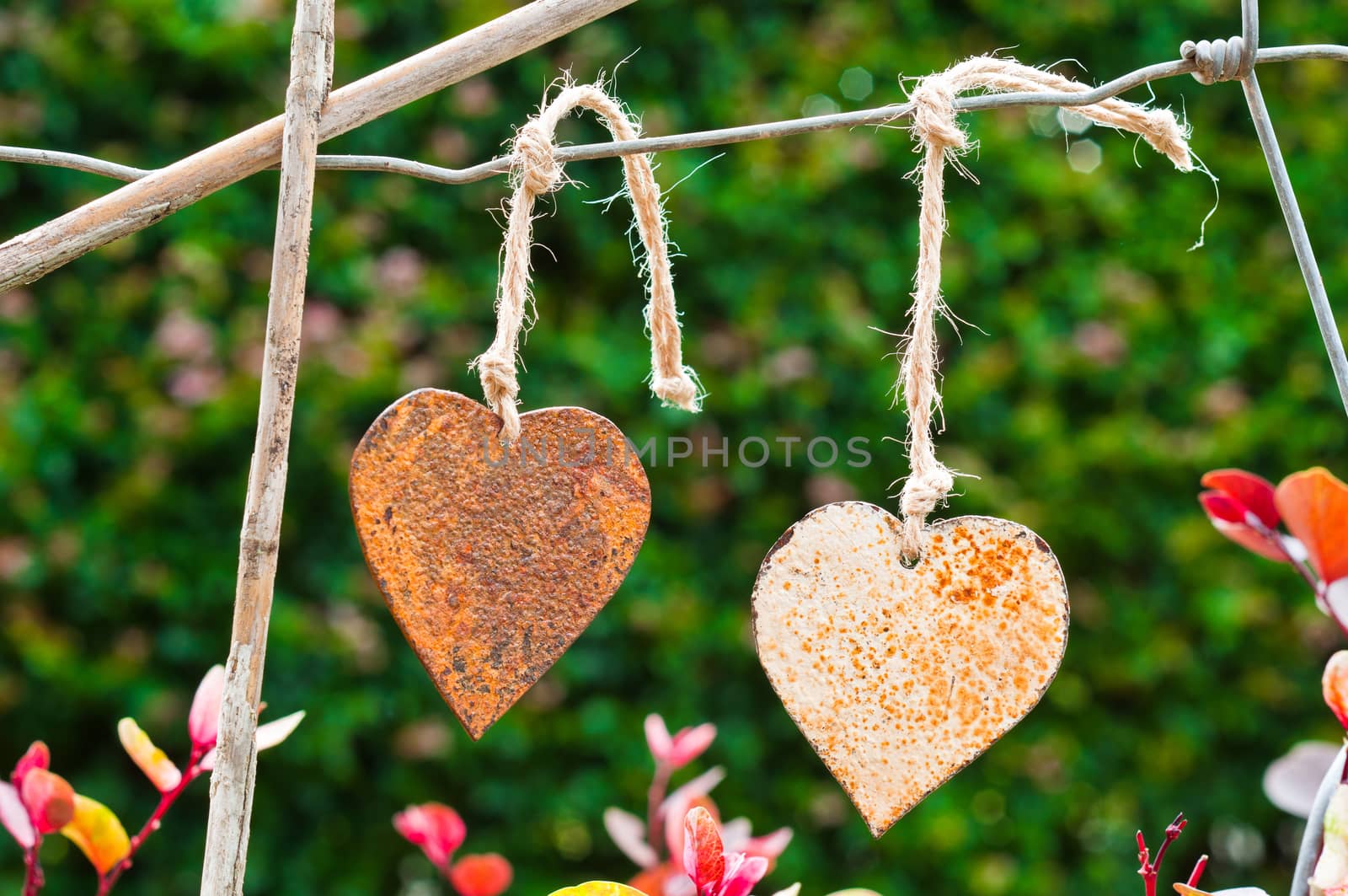 Two old rusty hearts hanging on an old wire fence with the garden in the background