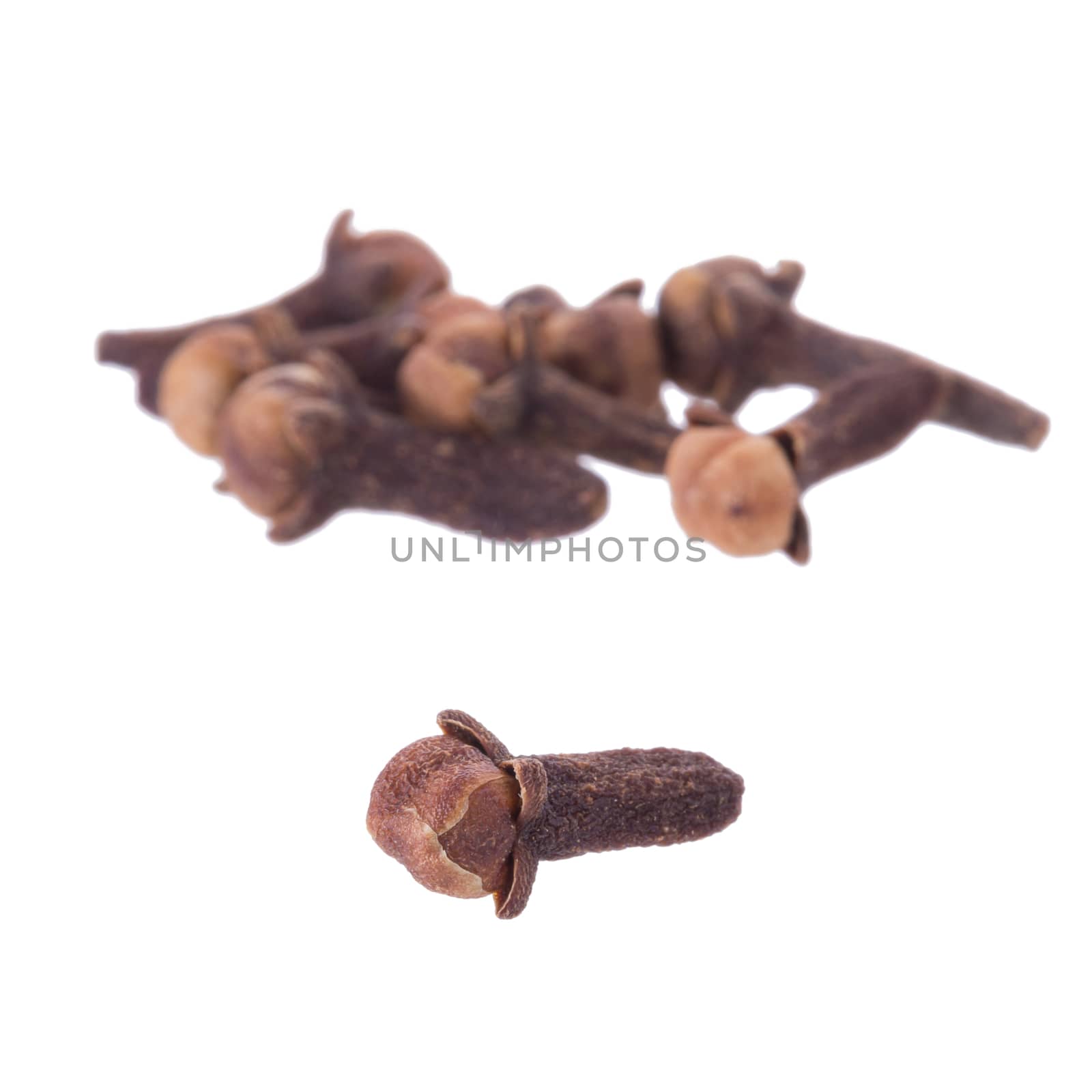 Clove spice closeup isolated on a white background.