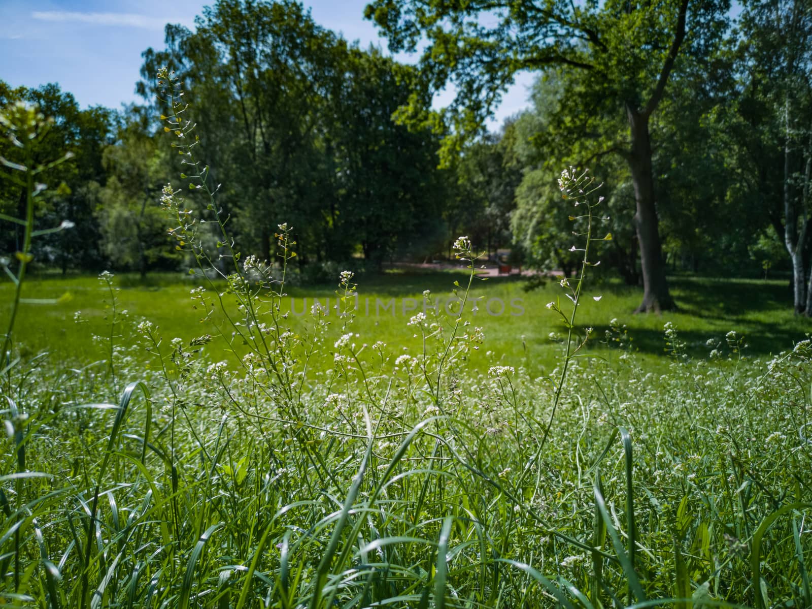 Small white flowers on long stems in front of green clearing