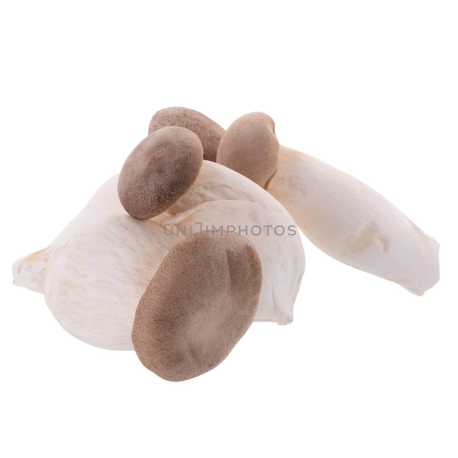 fresh origin mushroom on a white background.