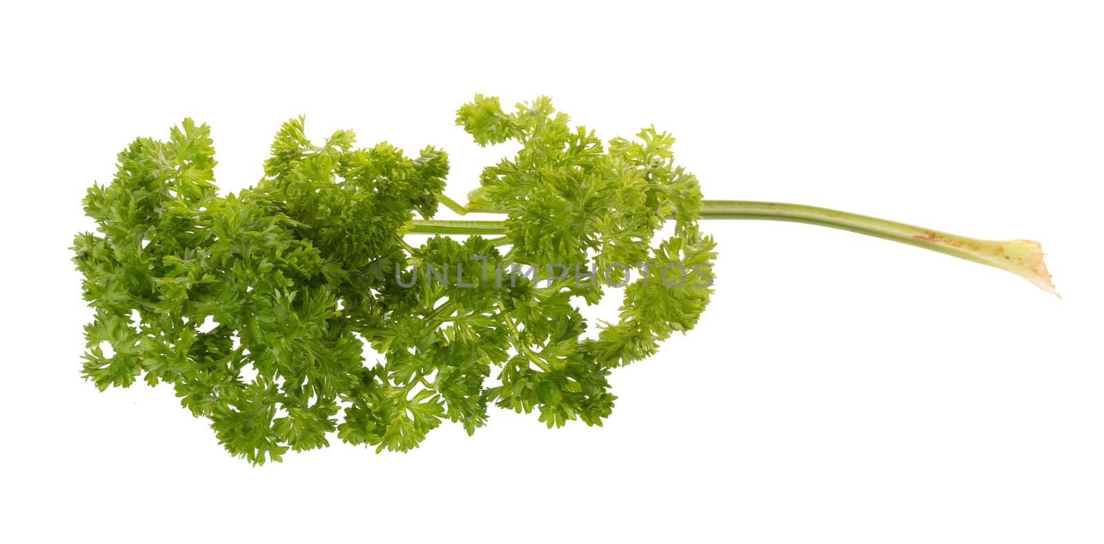 Green leaves of parsley isolated on white background by kaiskynet