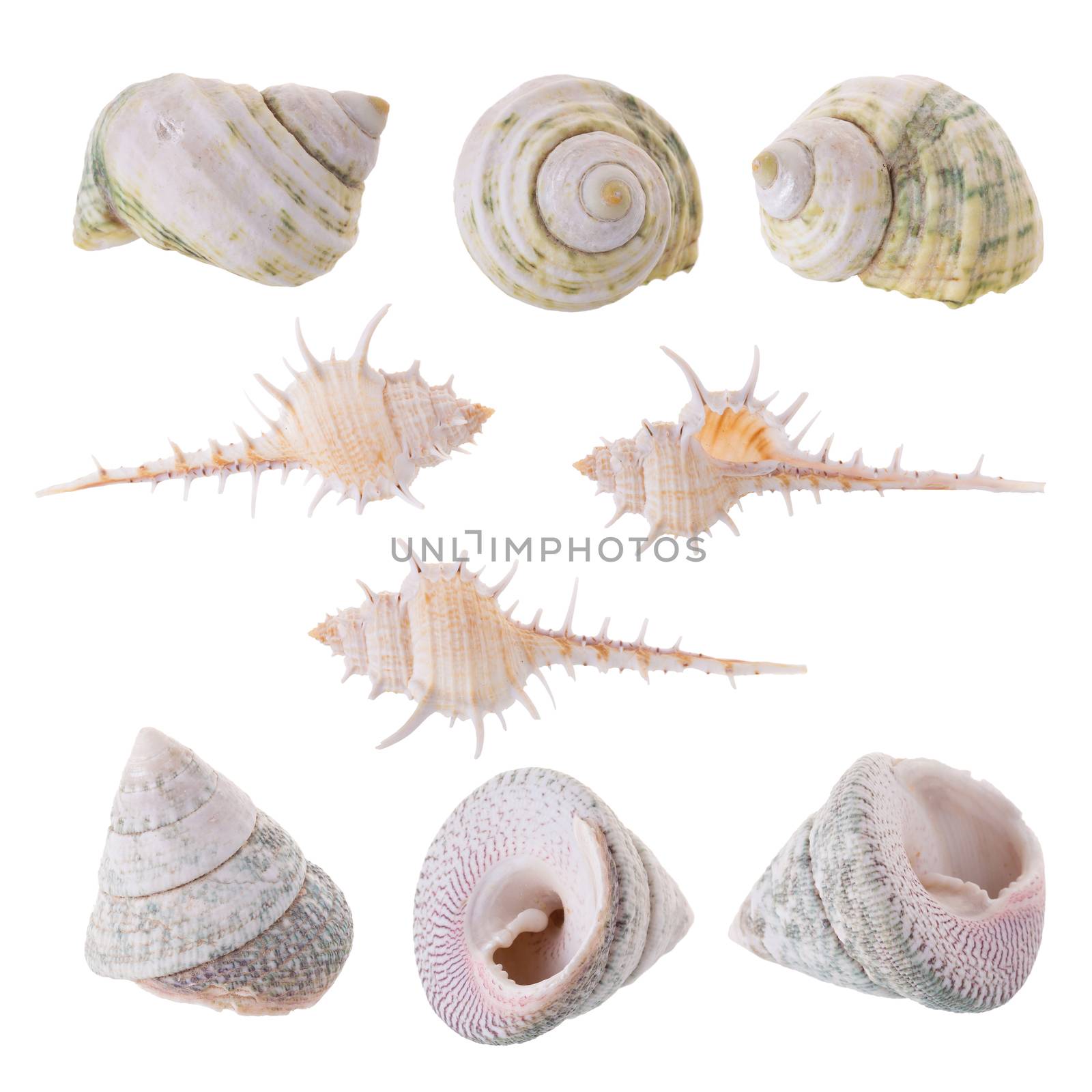 Sea shells arranged isolating on a white background by kaiskynet