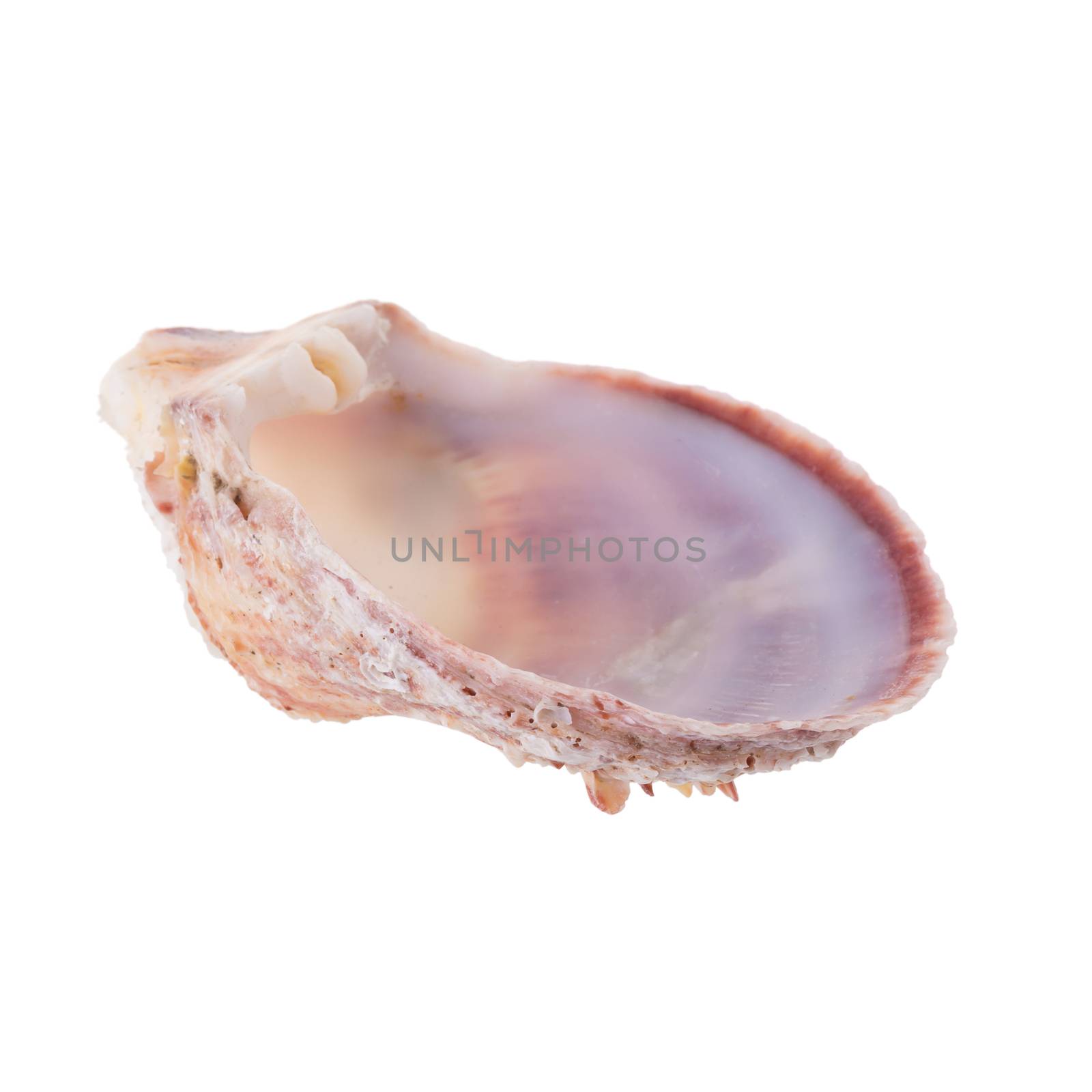 Sea shells arranged isolating on a white background by kaiskynet