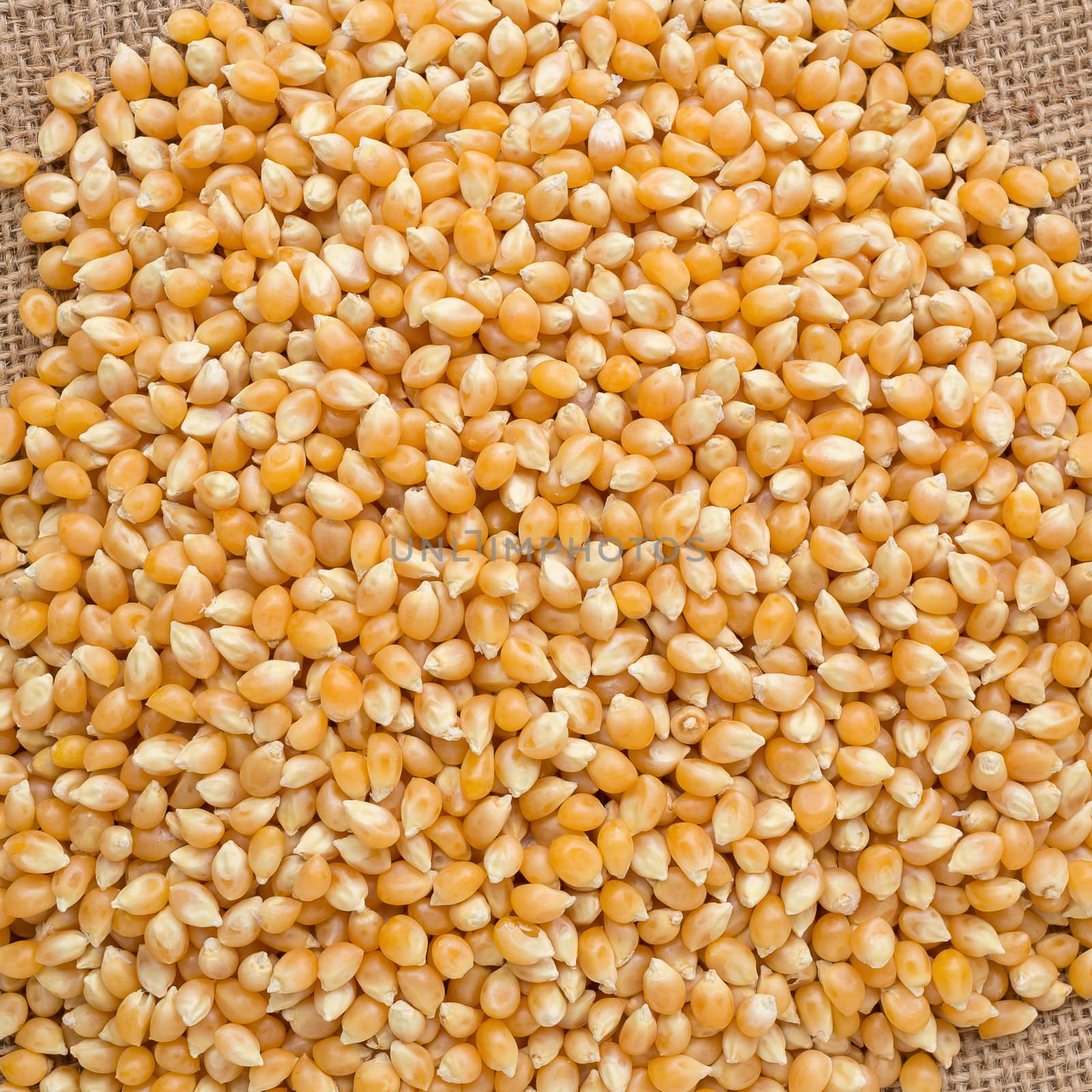 Top view of corn seeds pile as background.