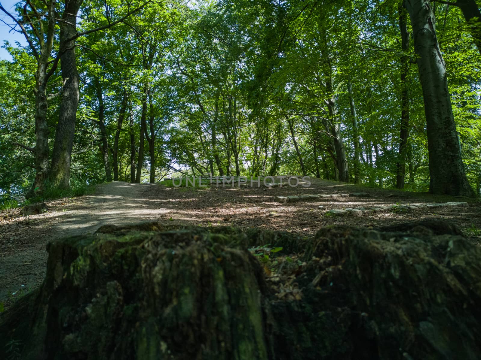 Remains of felled tree in park in front of top of hill by Wierzchu