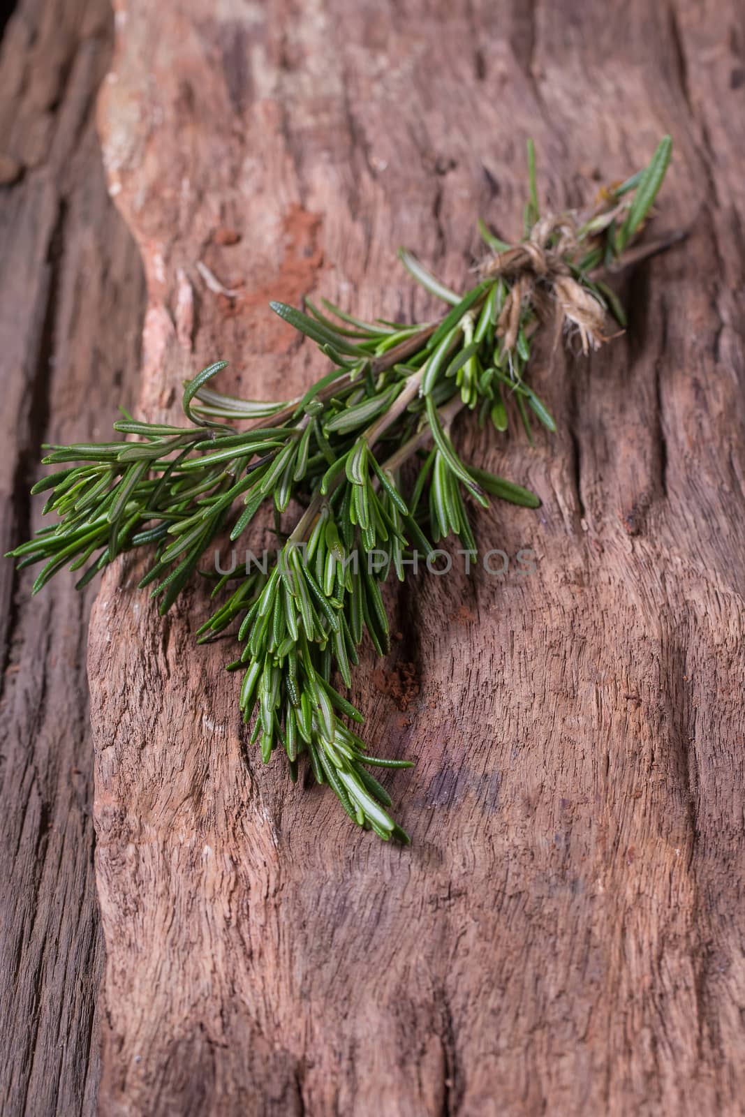 rosemary Herbs and Medicinal herbs. Organic healing herbs. fresh by kaiskynet