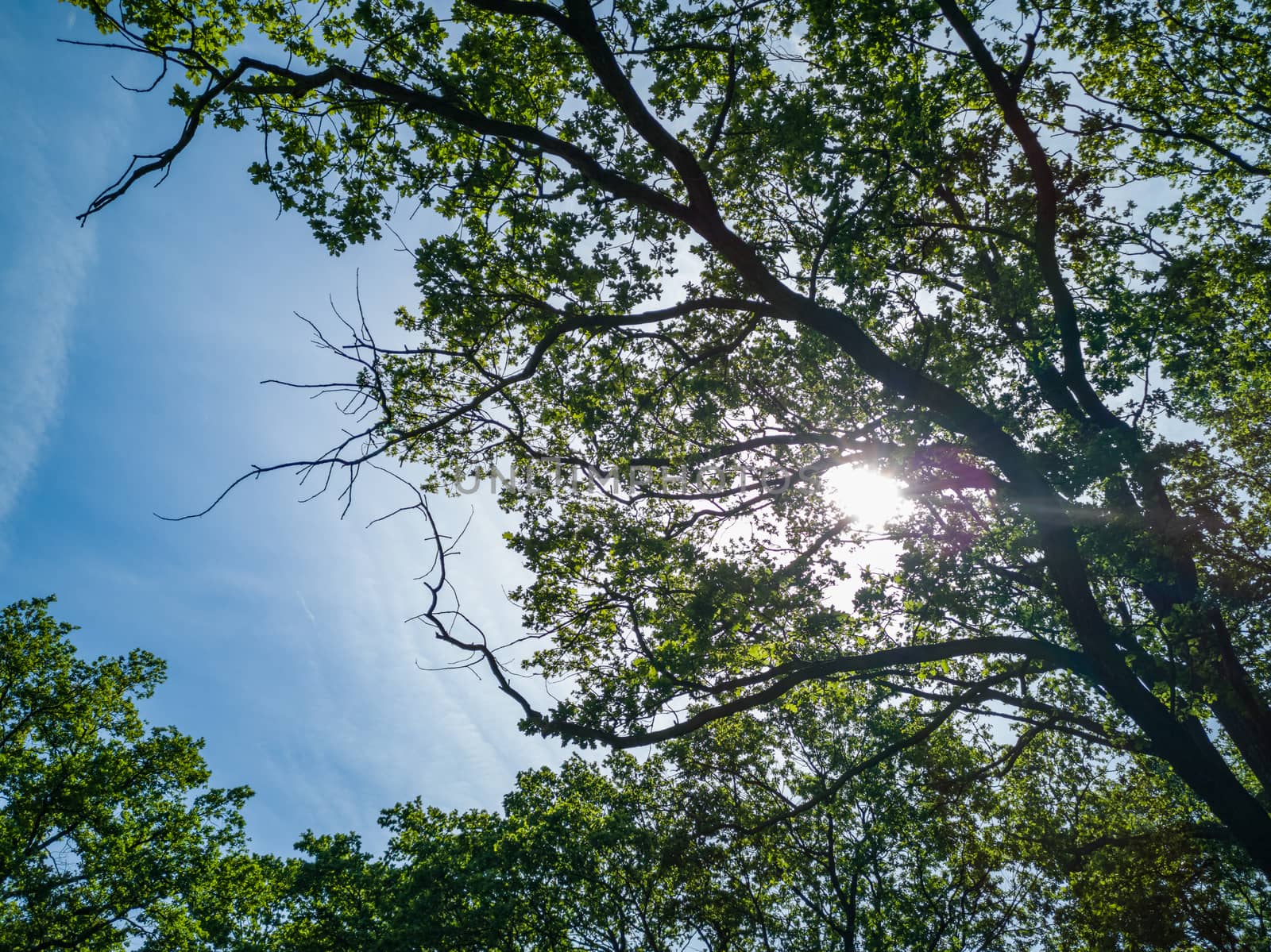 Upward look to blue sky with clouds between tree crowns and shining sun by Wierzchu