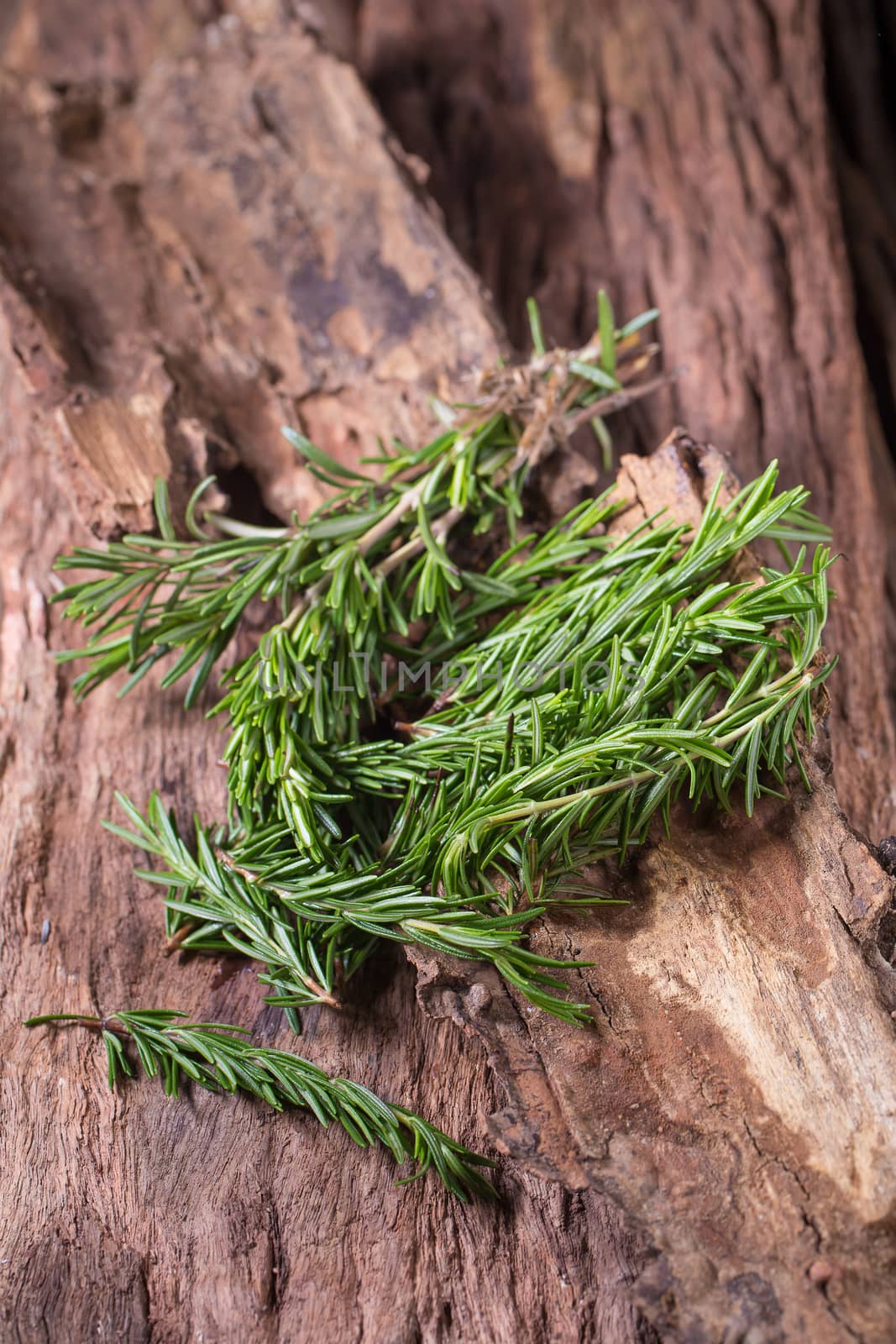 rosemary Herbs and Medicinal herbs. Organic healing herbs. fresh by kaiskynet