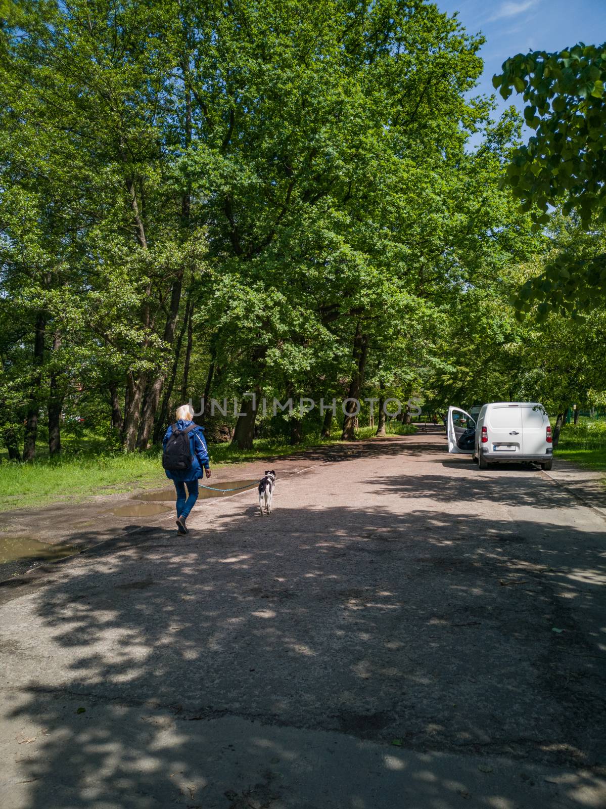 Long path in park between trees and green bushes and man walking with dog