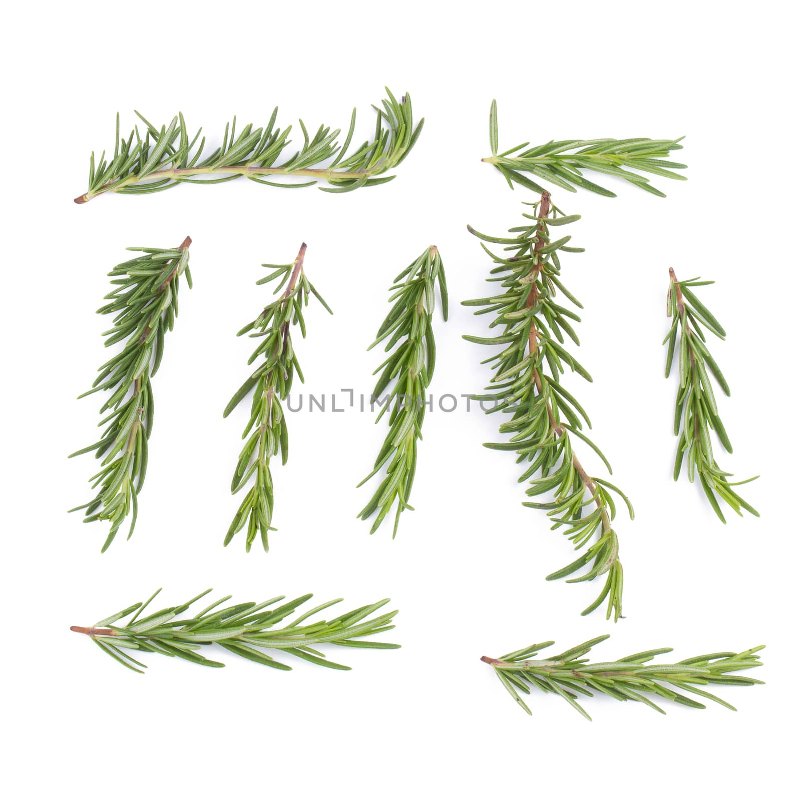 rosemary Herbs and Medicinal herbs. Organic healing herbs. fresh rosemary bunch rosemary isolated on white background
