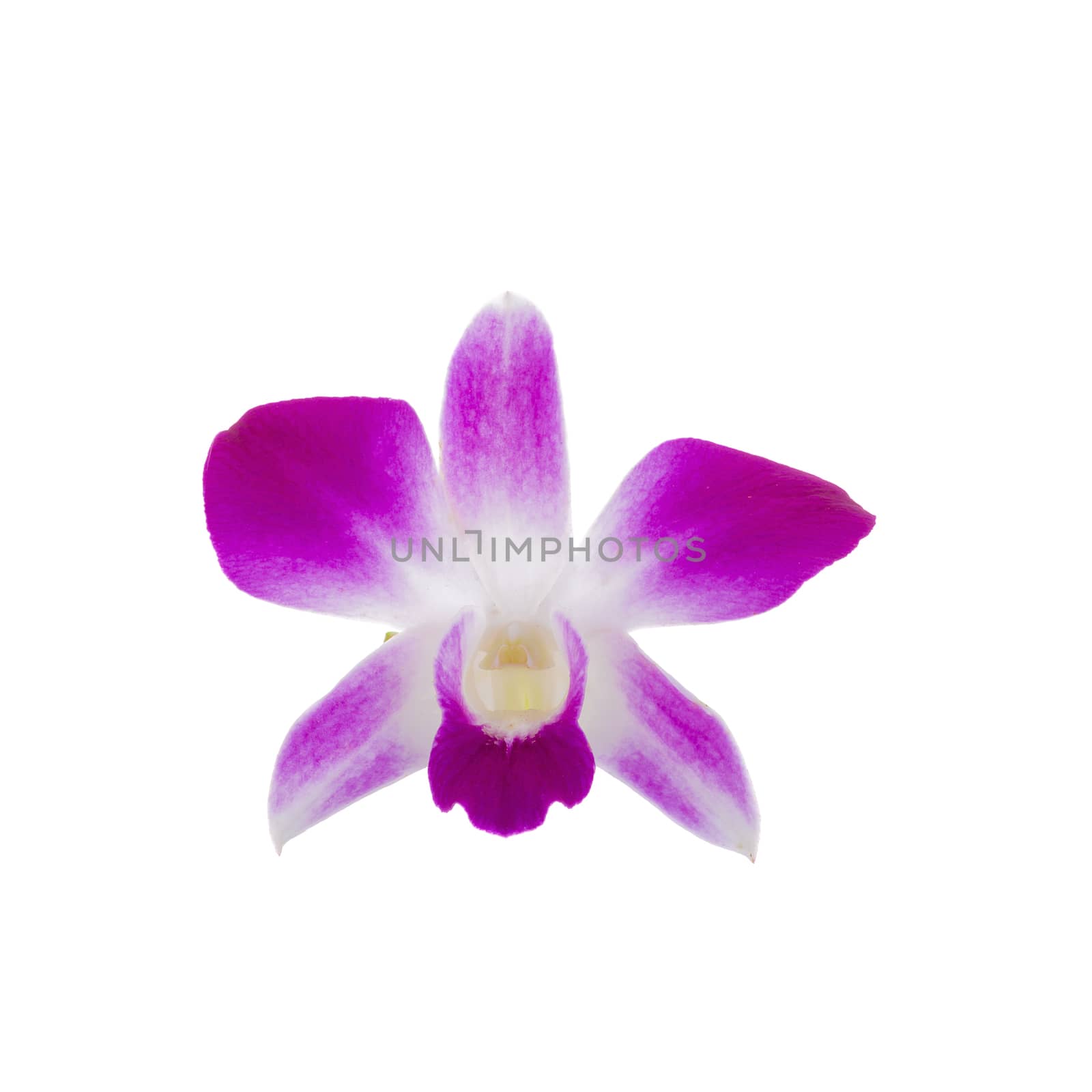 beautiful flower branches orchids on white background by kaiskynet