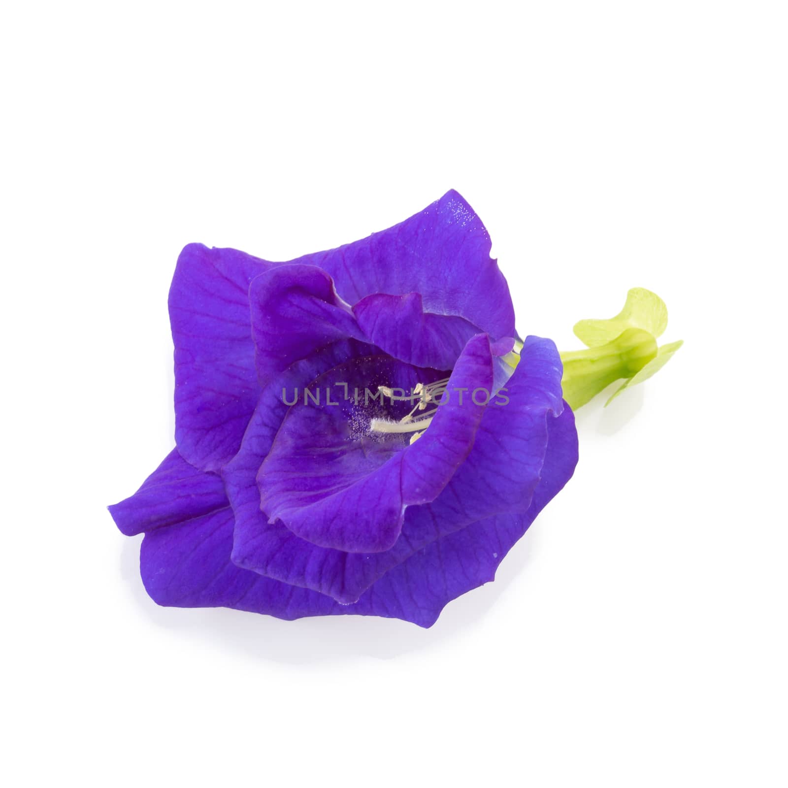 Blue pea flowers isolated on white background.