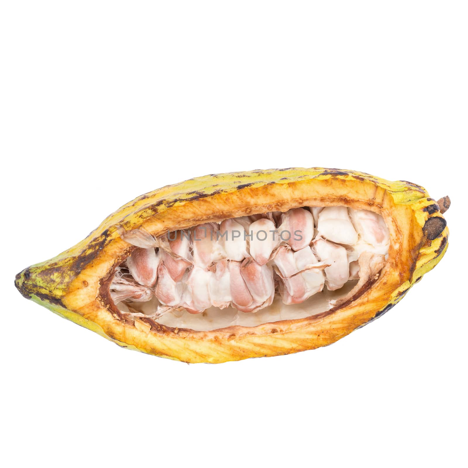 Cacao fruit, raw cacao beans, Cocoa pod isolated on white background.