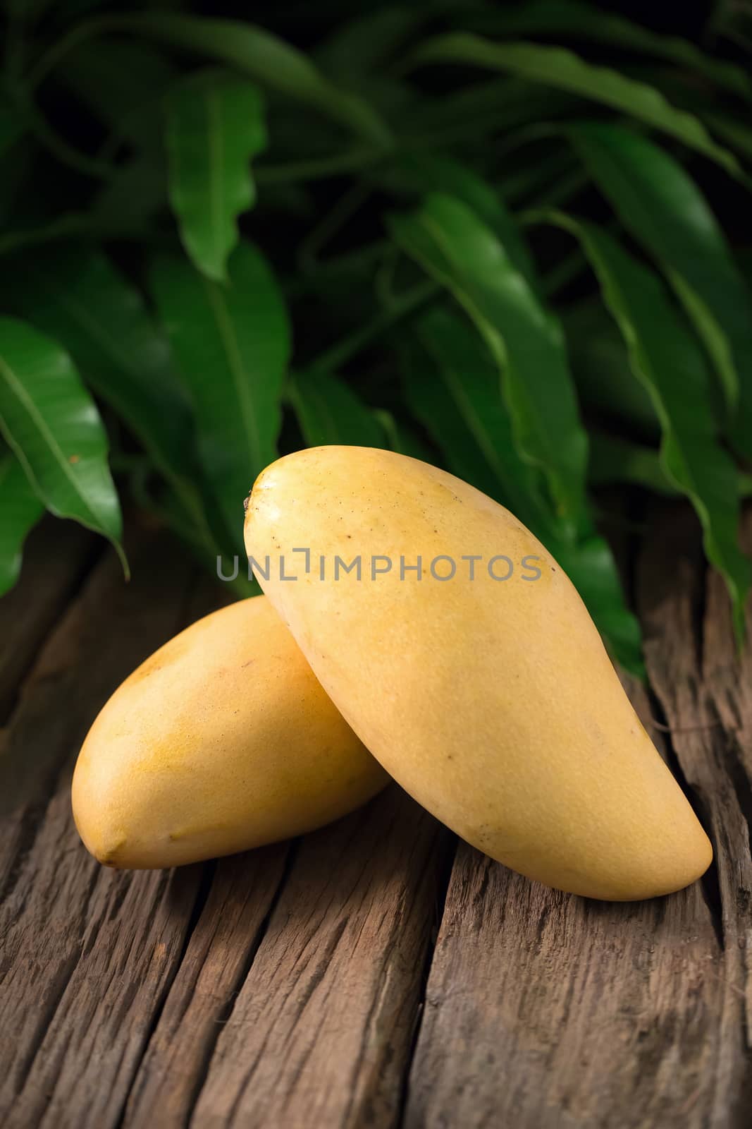 Ripe golden mangos with leaf on wooden background by kaiskynet