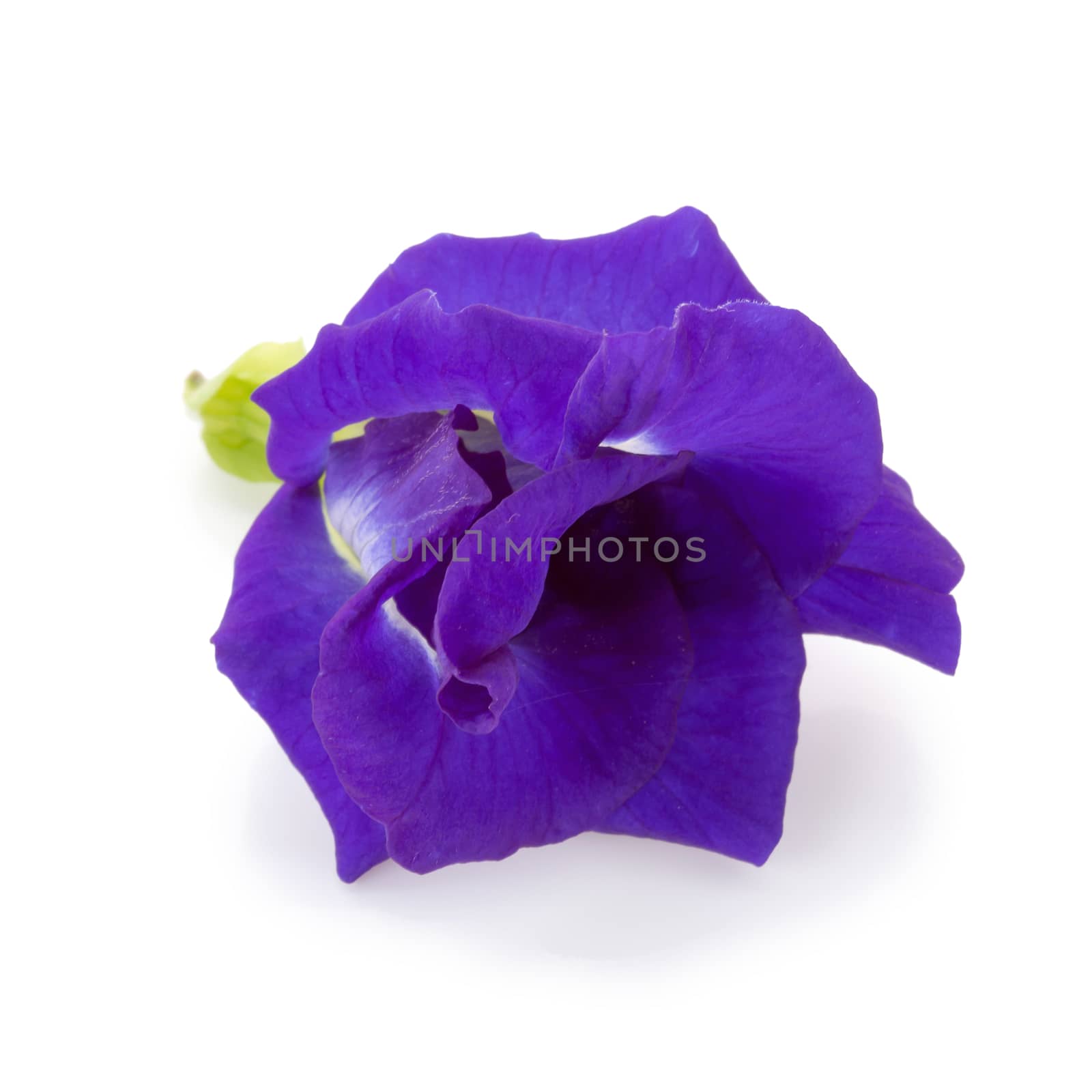 Blue pea flowers isolated on white background by kaiskynet