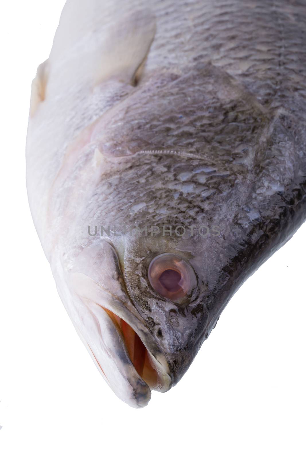 Fresh Snapper fish isolated on a white background.