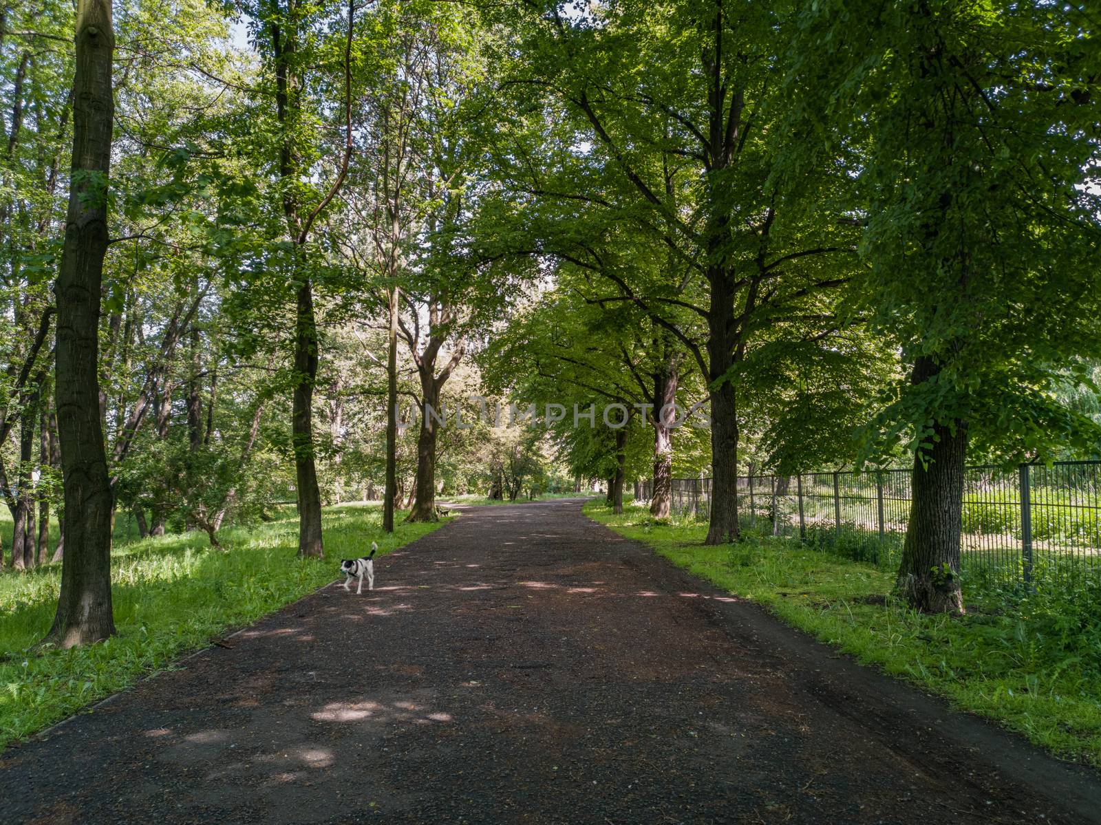 Long path in park between trees and green bushes with running dog by Wierzchu