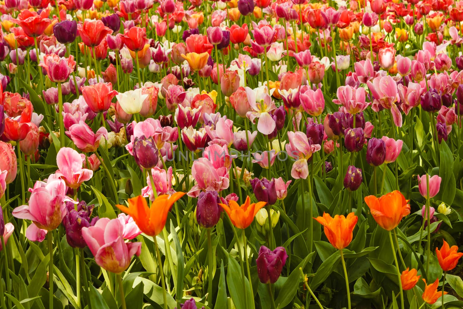 an expanse of coloured tulips illuminated by the sun