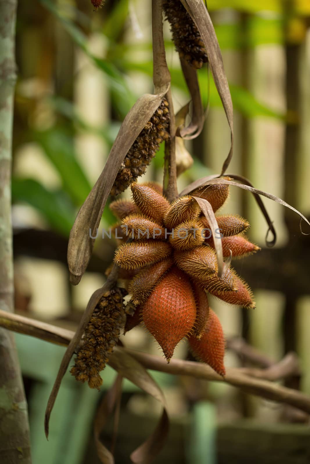Closeup and Selective Focus of salacca,salak plant,fruit on tree by kaiskynet