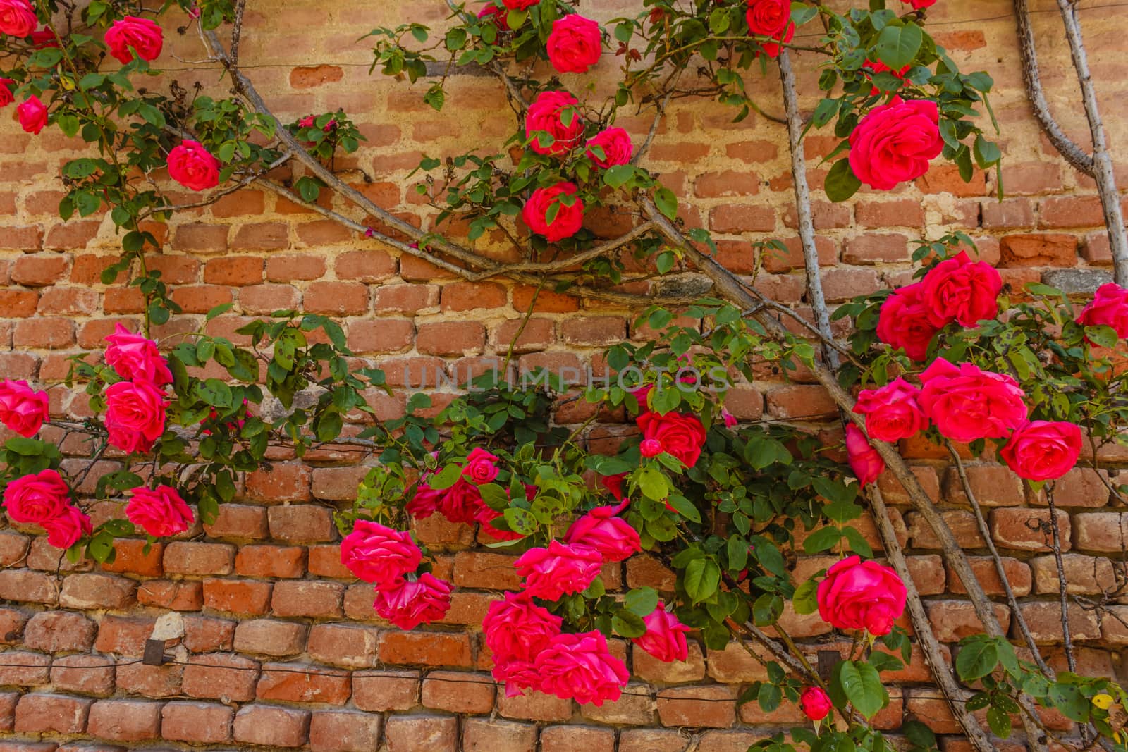 a roses climb on a brick wall by moorea