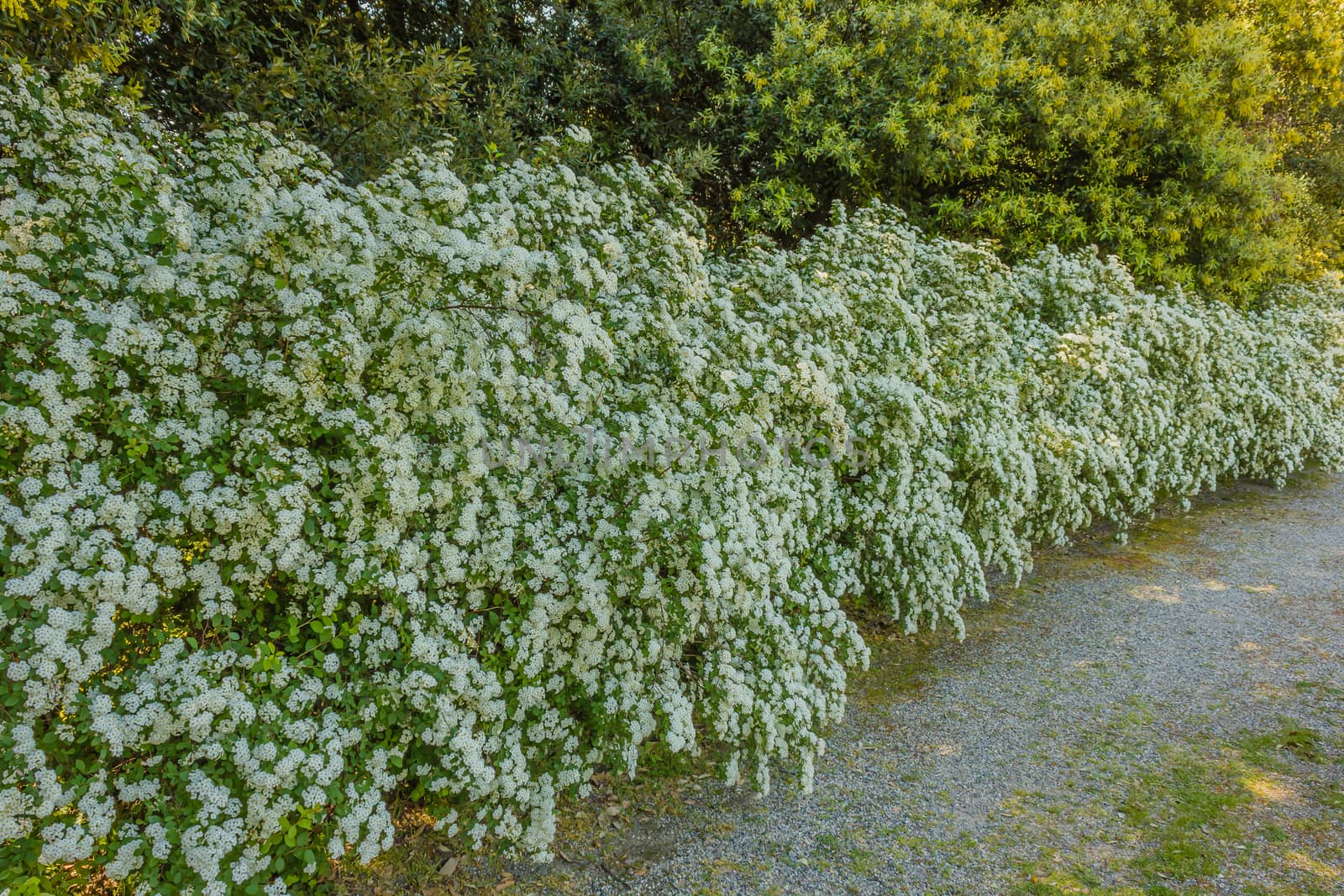a hedge of white spirea illuminated by the sun