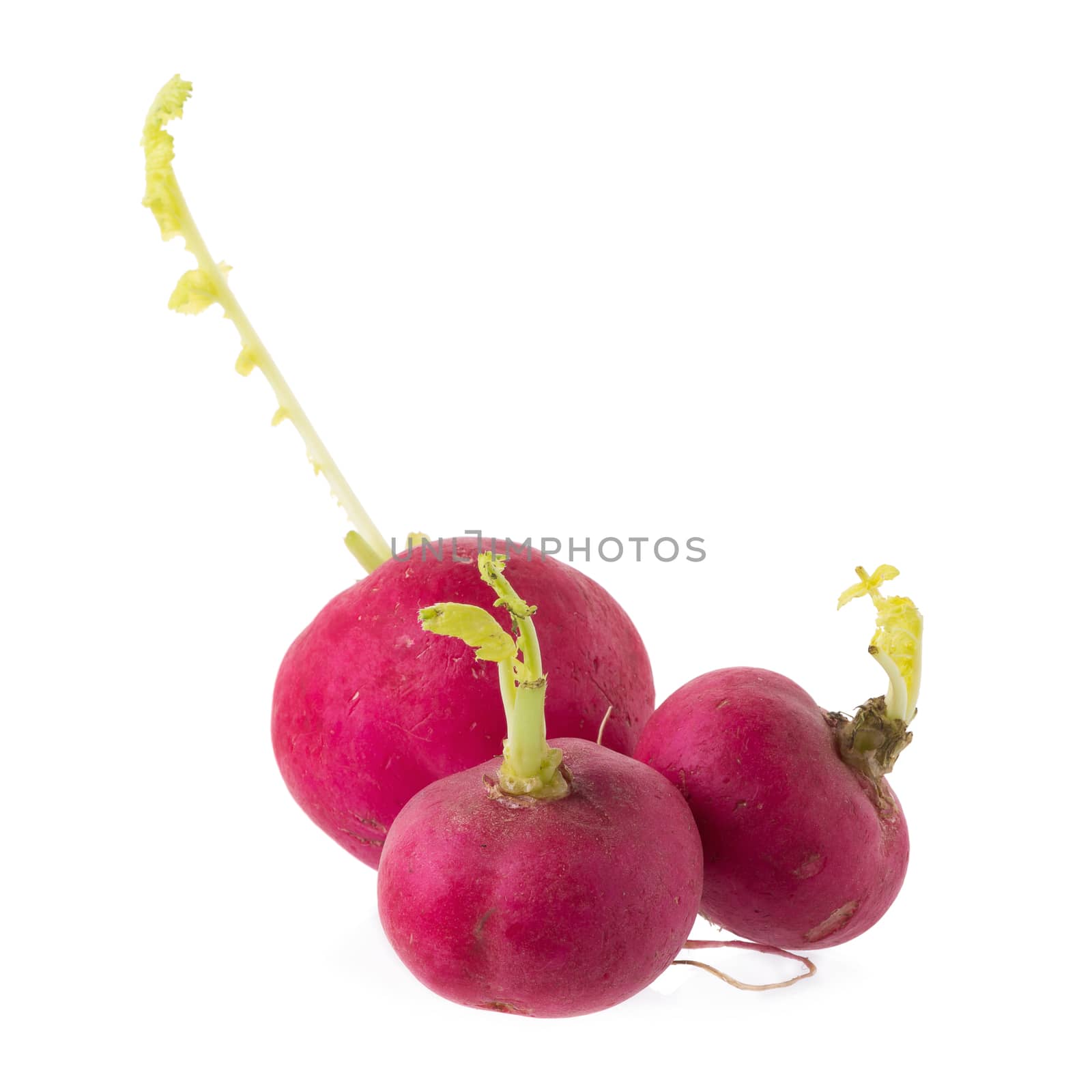 Red fresh radish Vegetable isolated on white background.