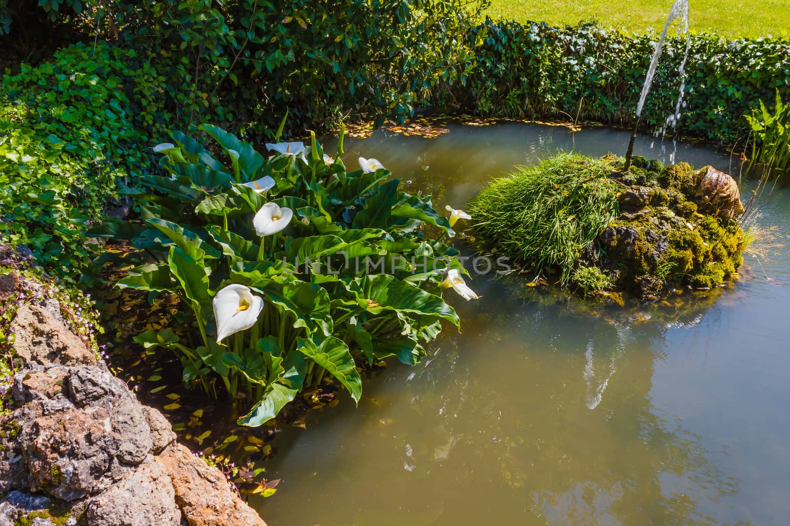 an acquatic white calla flourished in a pond  with side by side  a fountain that  zippers