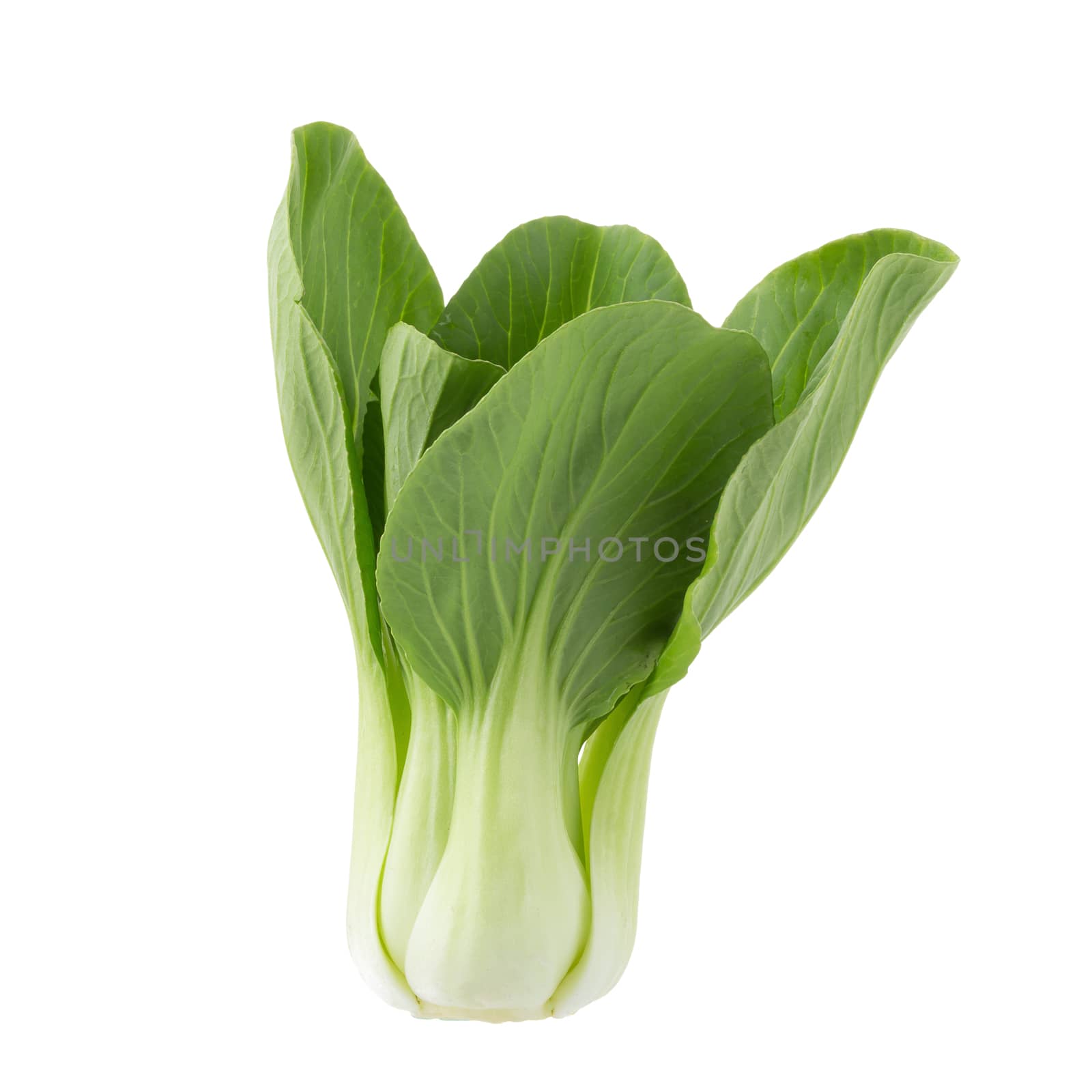 Pok Choy isolated on white background