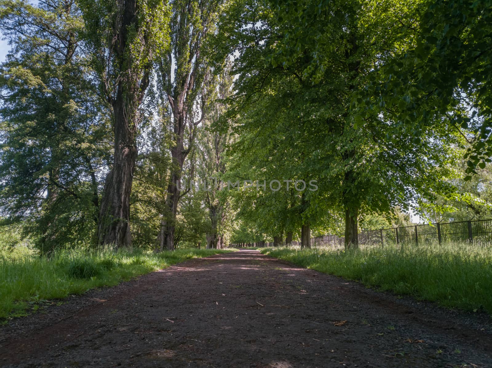 Long path in park between trees and green bushes by Wierzchu