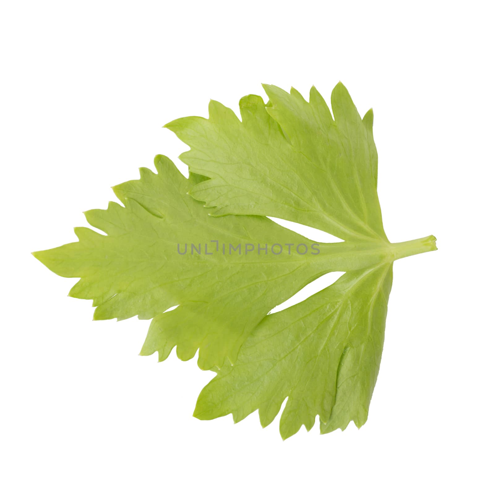 Celery or parsley leaf isolated on white background. Top view by kaiskynet