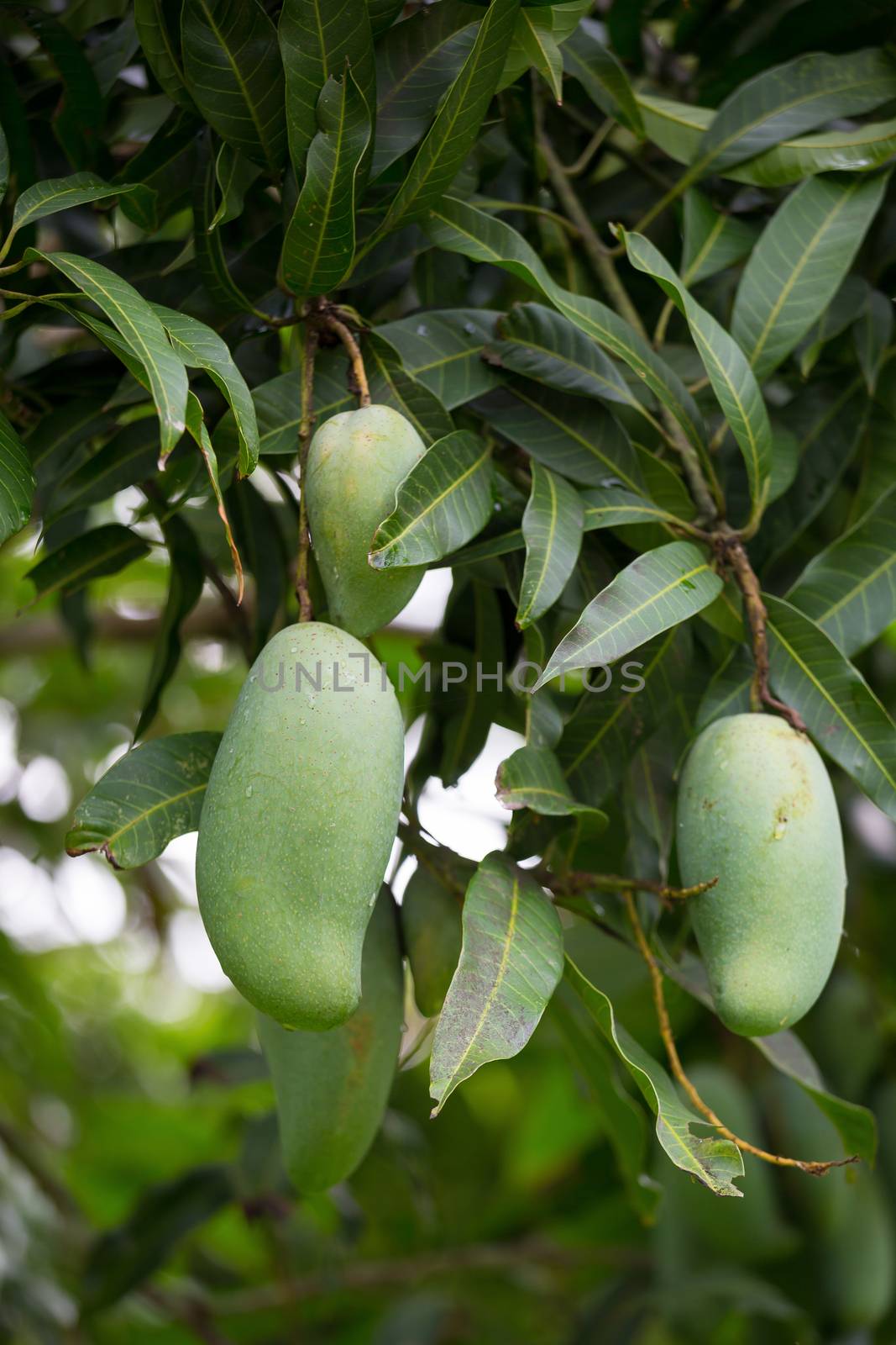 green mango on the mango tree fruit mango by kaiskynet