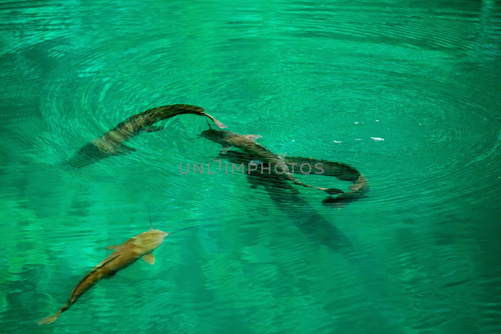 Catfish clarias in green lake their natural habitat.