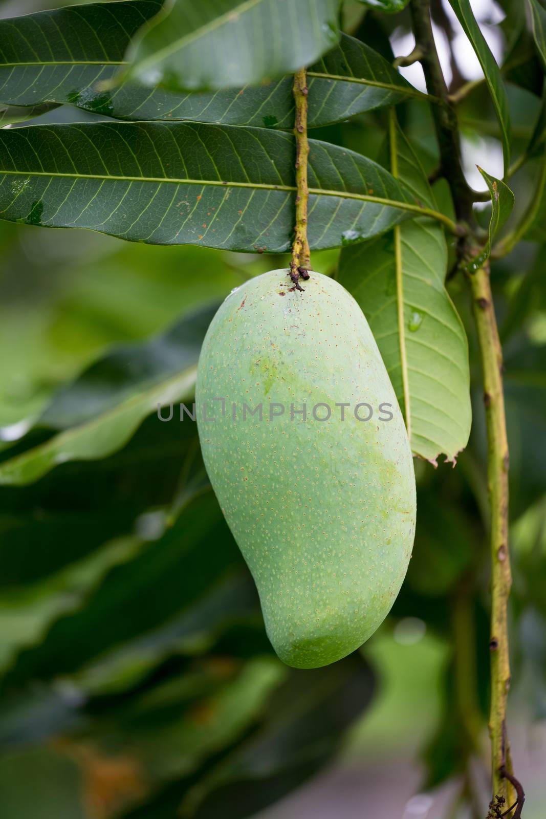 green mango on the mango tree fruit mango.