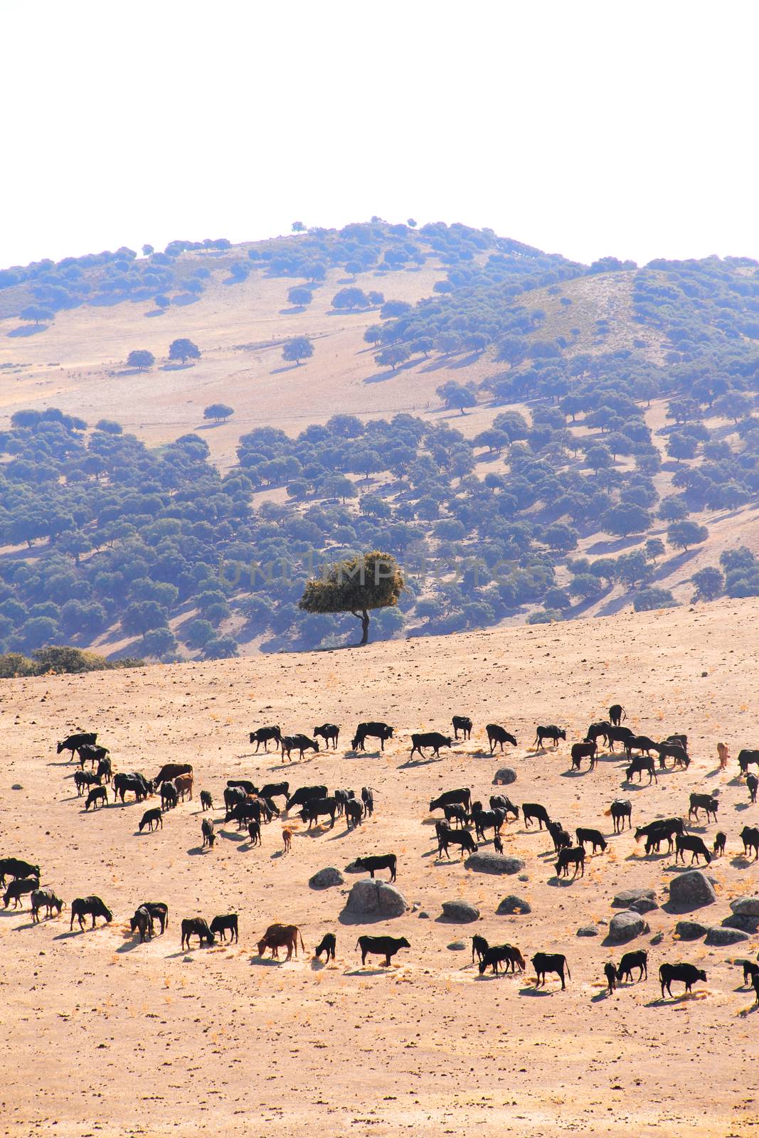 Herd of purebred bulls on beautiful spanish pasture