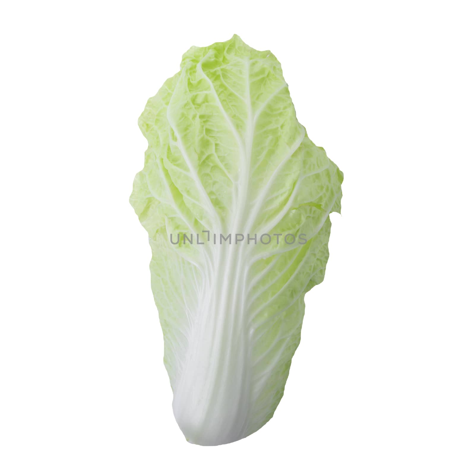 fresh chinese cabbage isolated on a white background.