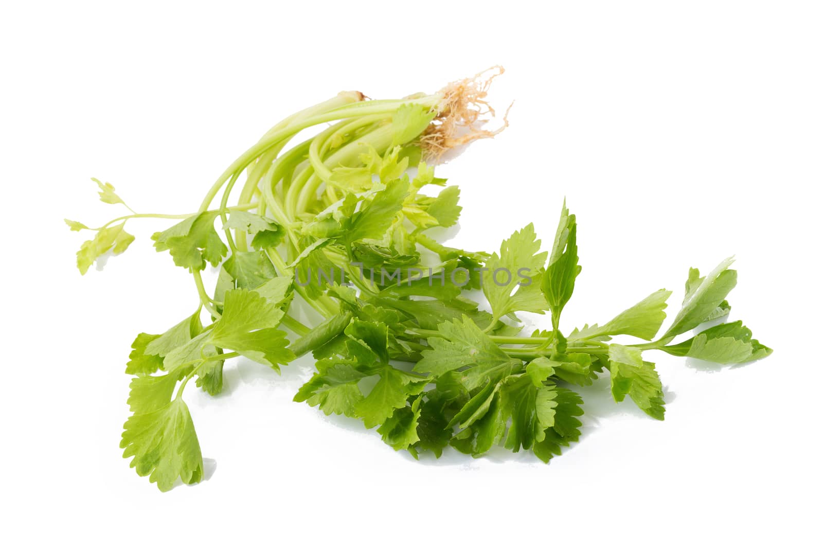 Celery or parsley leaf isolated on white background. Top view by kaiskynet